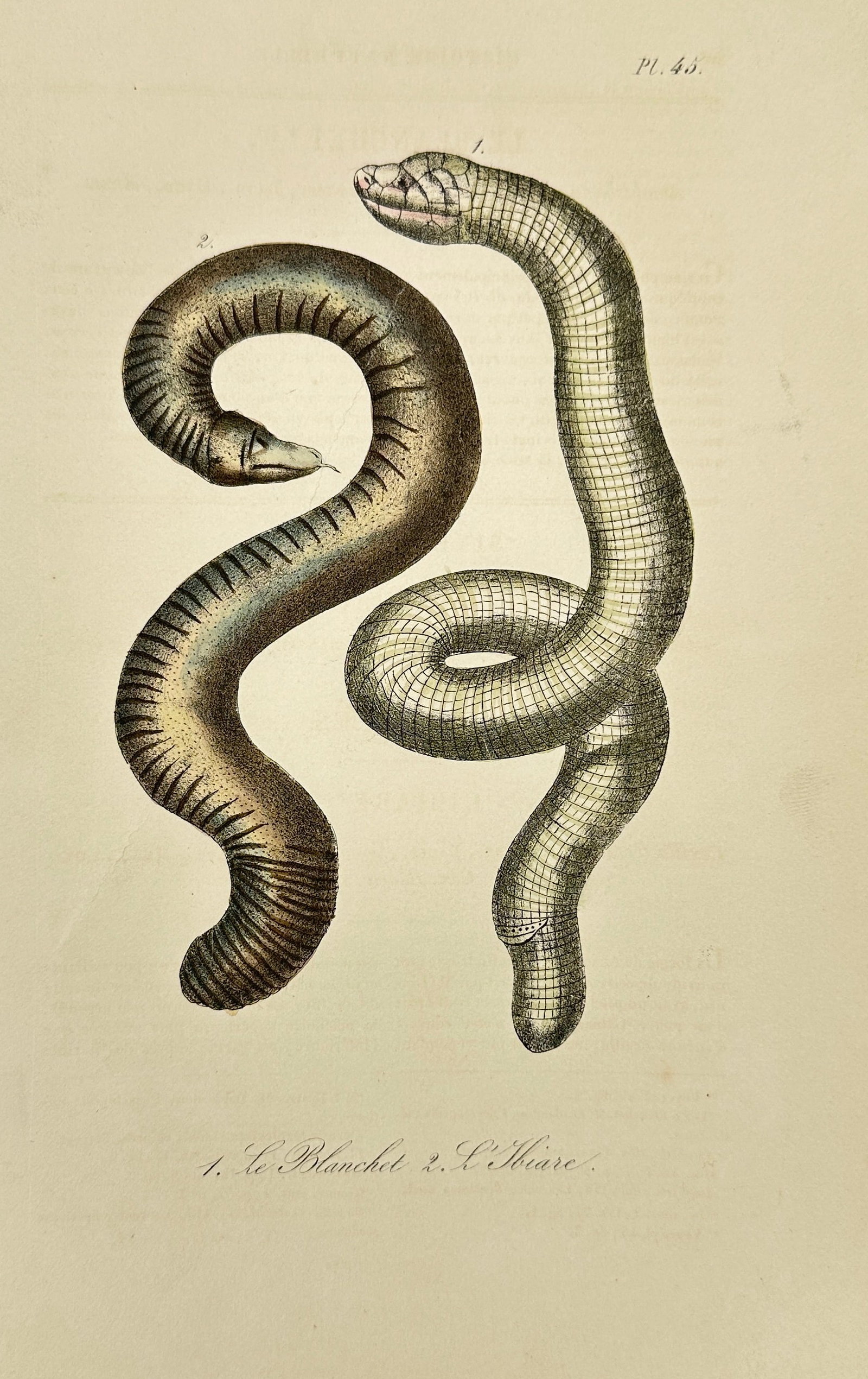 Lejeune after Bernard Germain de Lacépède – Le Blanchet & Le Noir (Marine Serpents) (1 of 3)