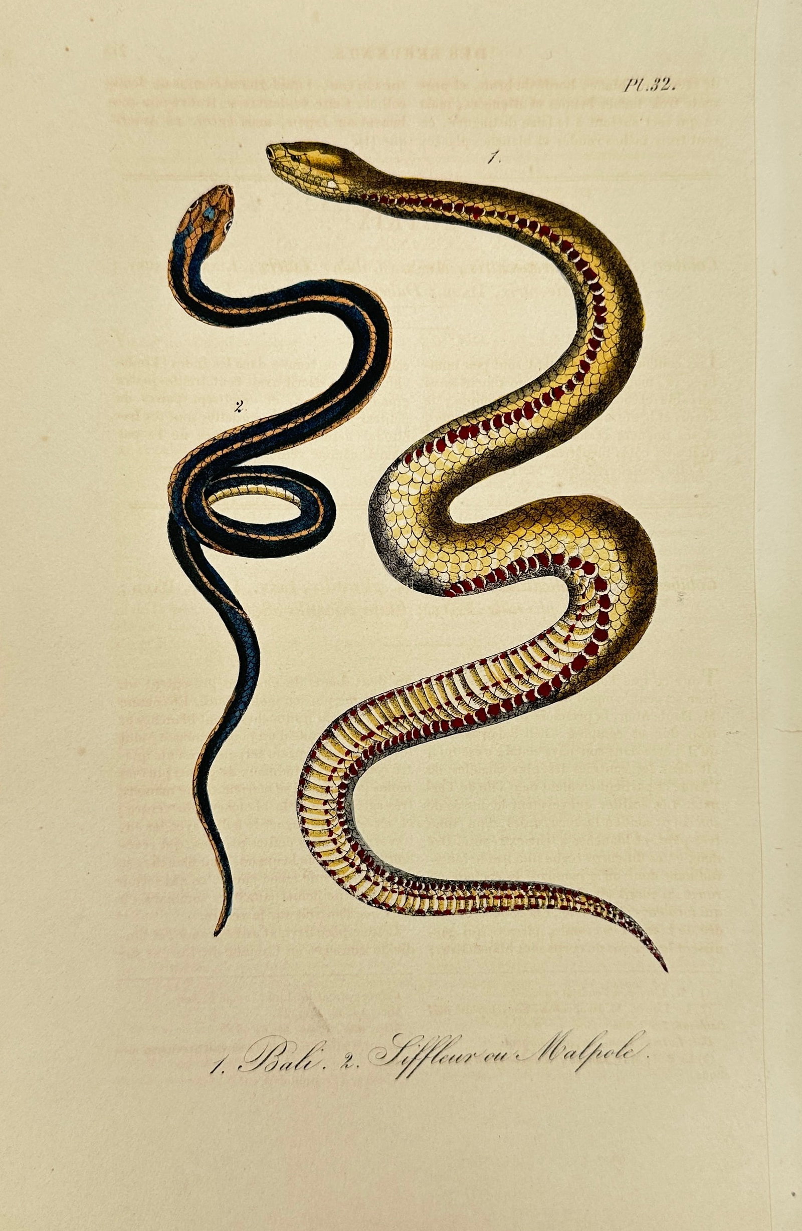 Lejeune after Bernard Germain de Lacépède – Le Bach & Le Siffleur ou Matpole – Hand-Colored: This vibrant hand-colored engraving features two distinct marine serpent species titled "Le Bach" and "Le Siffleur ou Matpole," illustrated with vivid scale detail and anatomical accuracy. Originally 