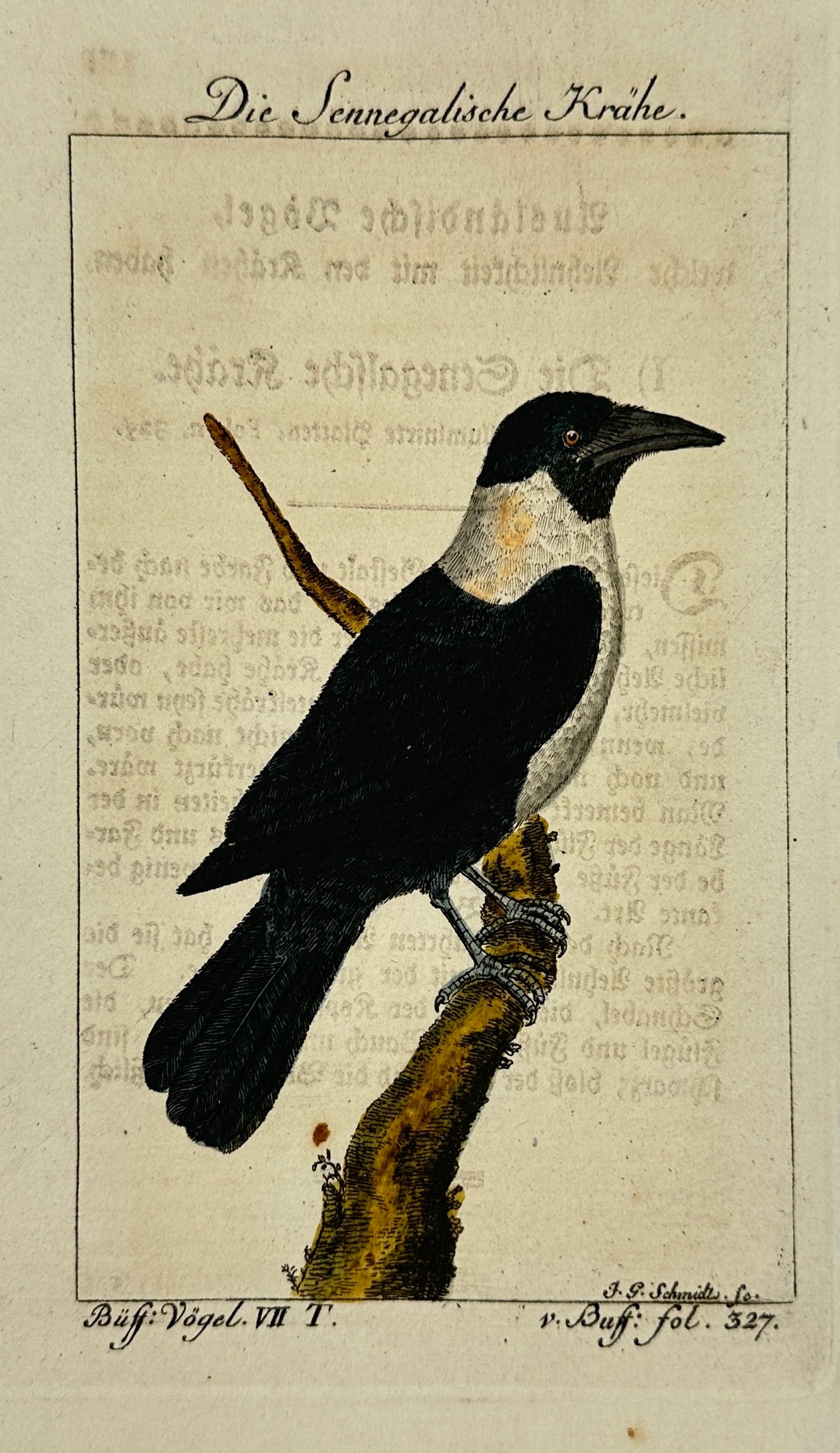 Johann Gottlieb Schmidt after François-Nicolas Martinet – Die Senegalesische Krähe (1 of 3)