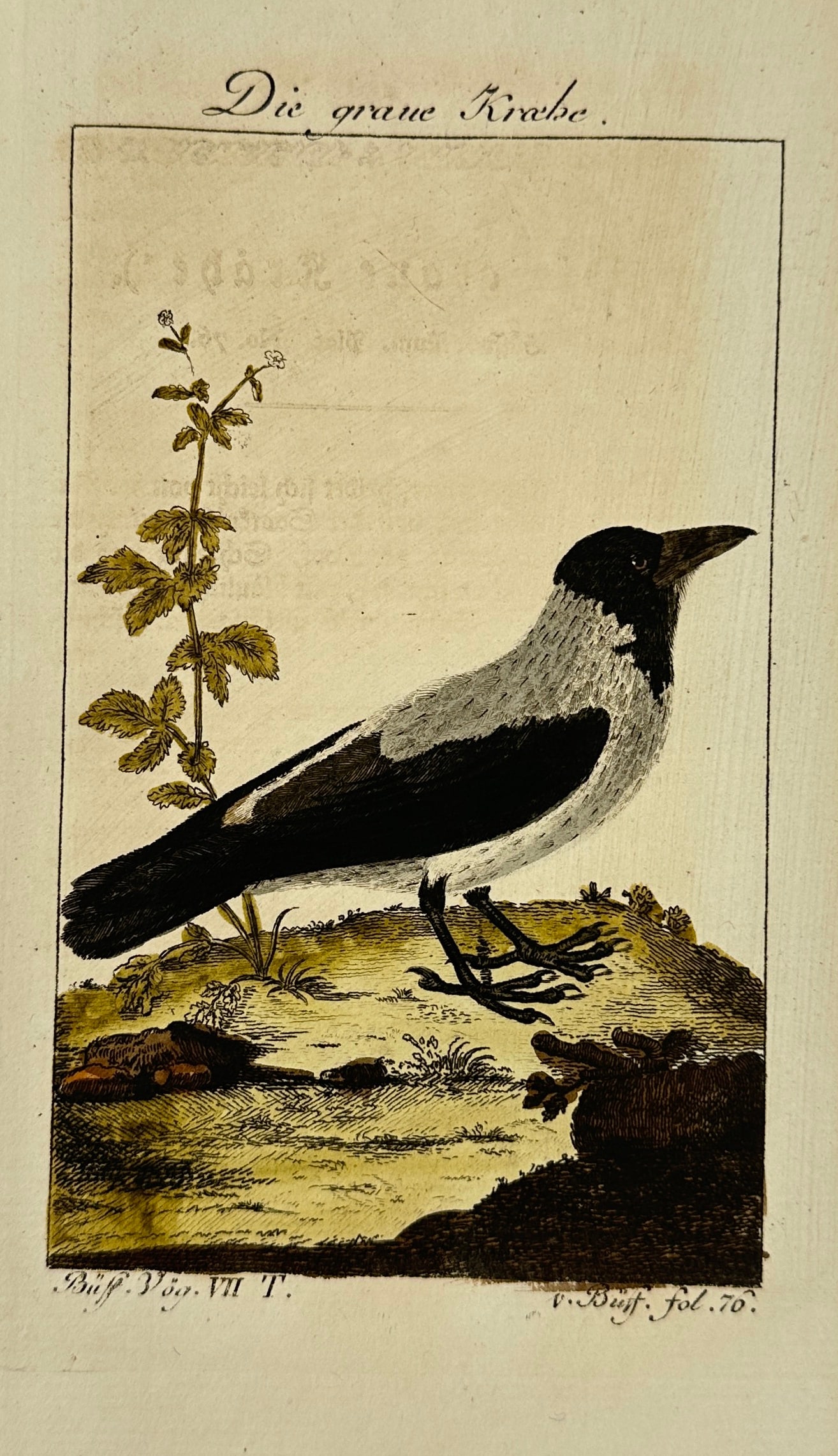 Johann Gottlieb Schmidt after François-Nicolas Martinet – Die graue Krähe - Hand-Colored (1 of 3)