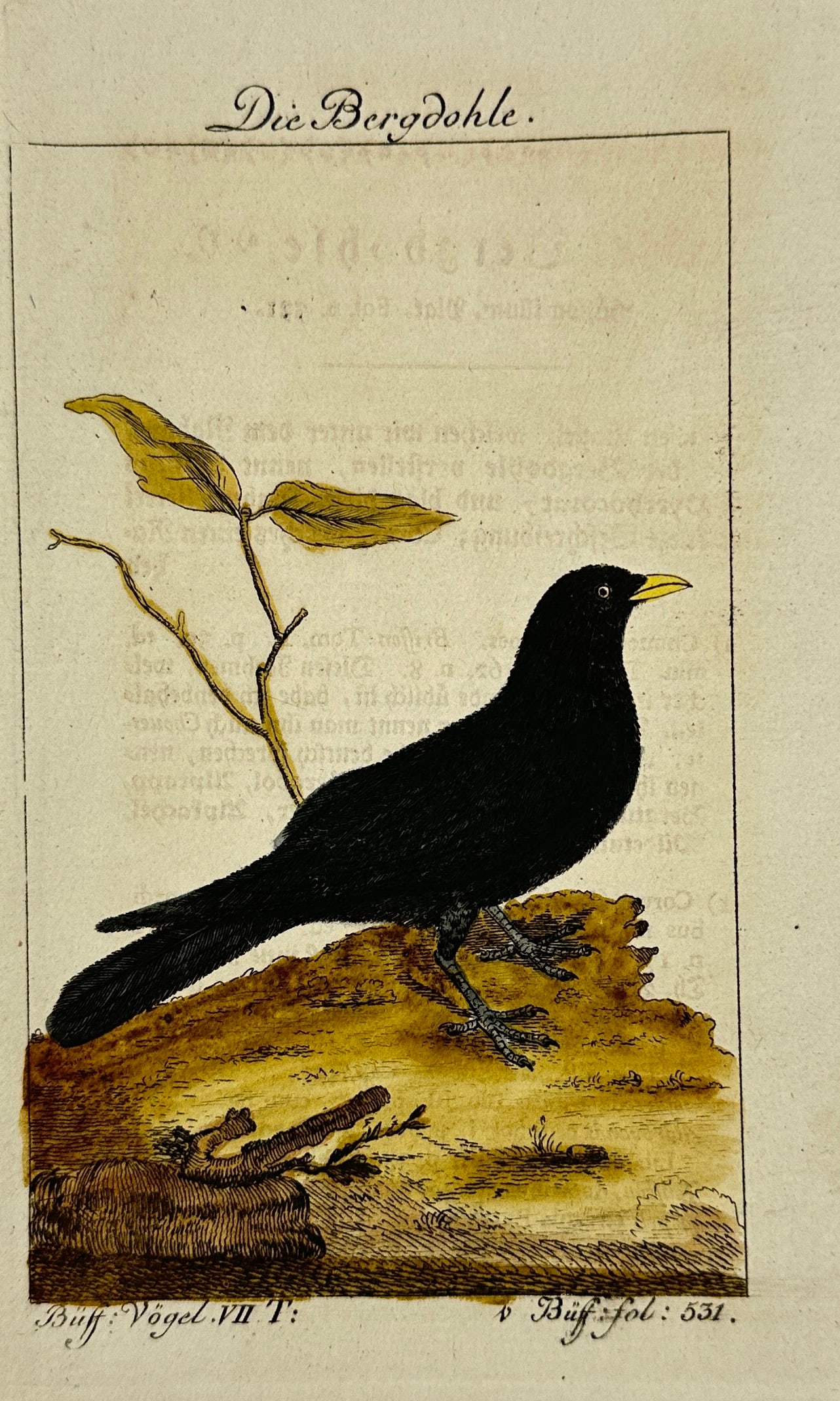 Johann Gottlieb Schmidt after François-Nicolas Martinet – Die Bergdohle – Hand-Colored (1 of 3)