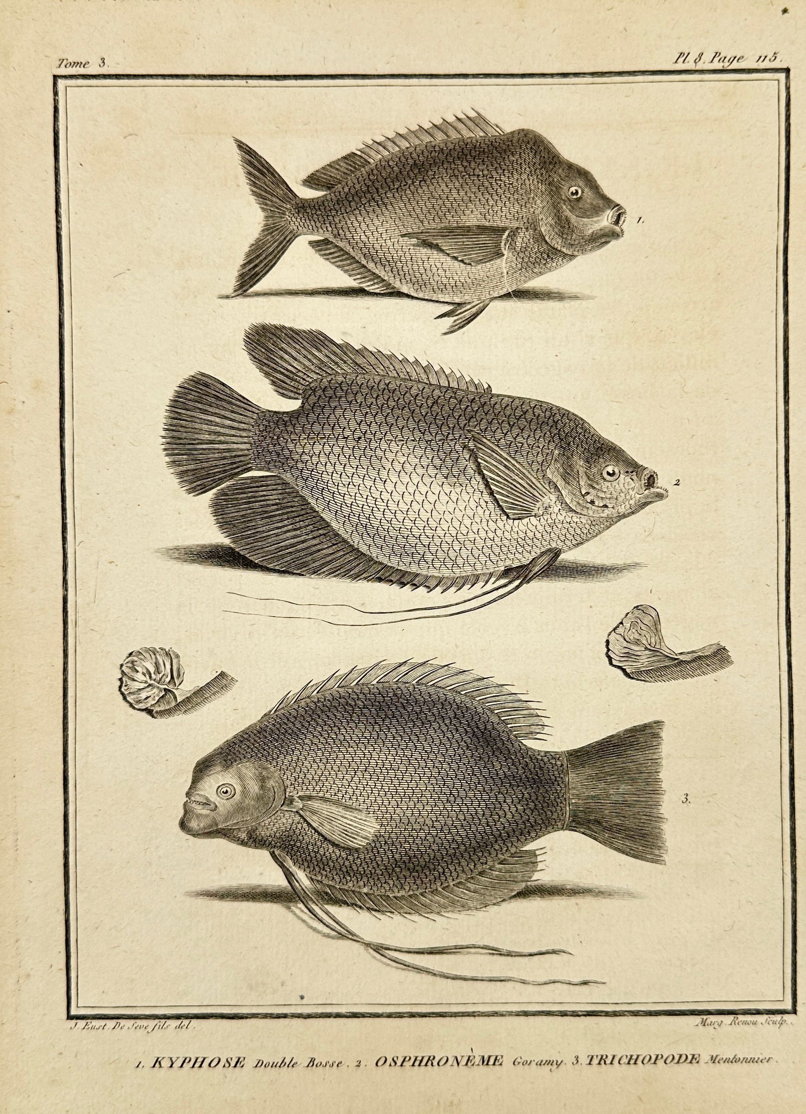 Jacques de Sève – Kyphose, Osphronème & Trichopode Species – Copperplate Engraving (1 of 3)