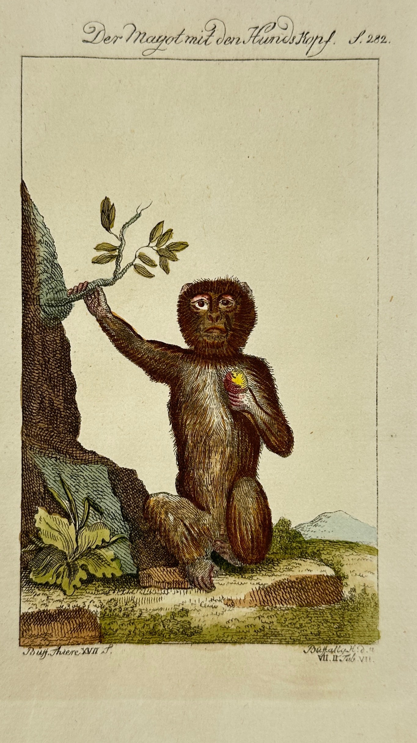 Jacques Eustache de Sève & Le Grand – Macaque with Dog’s Head – Hand-Colored Copperplate: This exquisite hand-colored engraving titled Der Magot mit dem Hundskopf depicts a unique macaque monkey with a dog-like head holding a branch and fruit. Created by Jacques Eustache de Sève and Le Gr