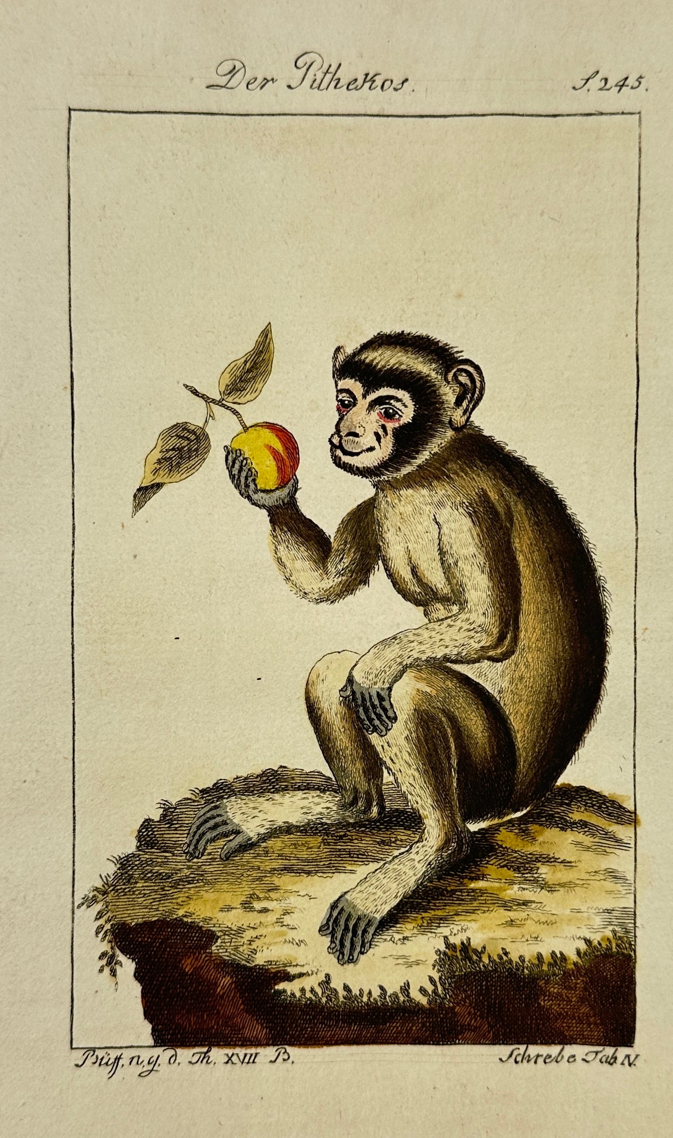 Jacques Eustache de Sève & Le Grand – The Monkey – Hand-Colored Copperplate Engraving (1 of 3)