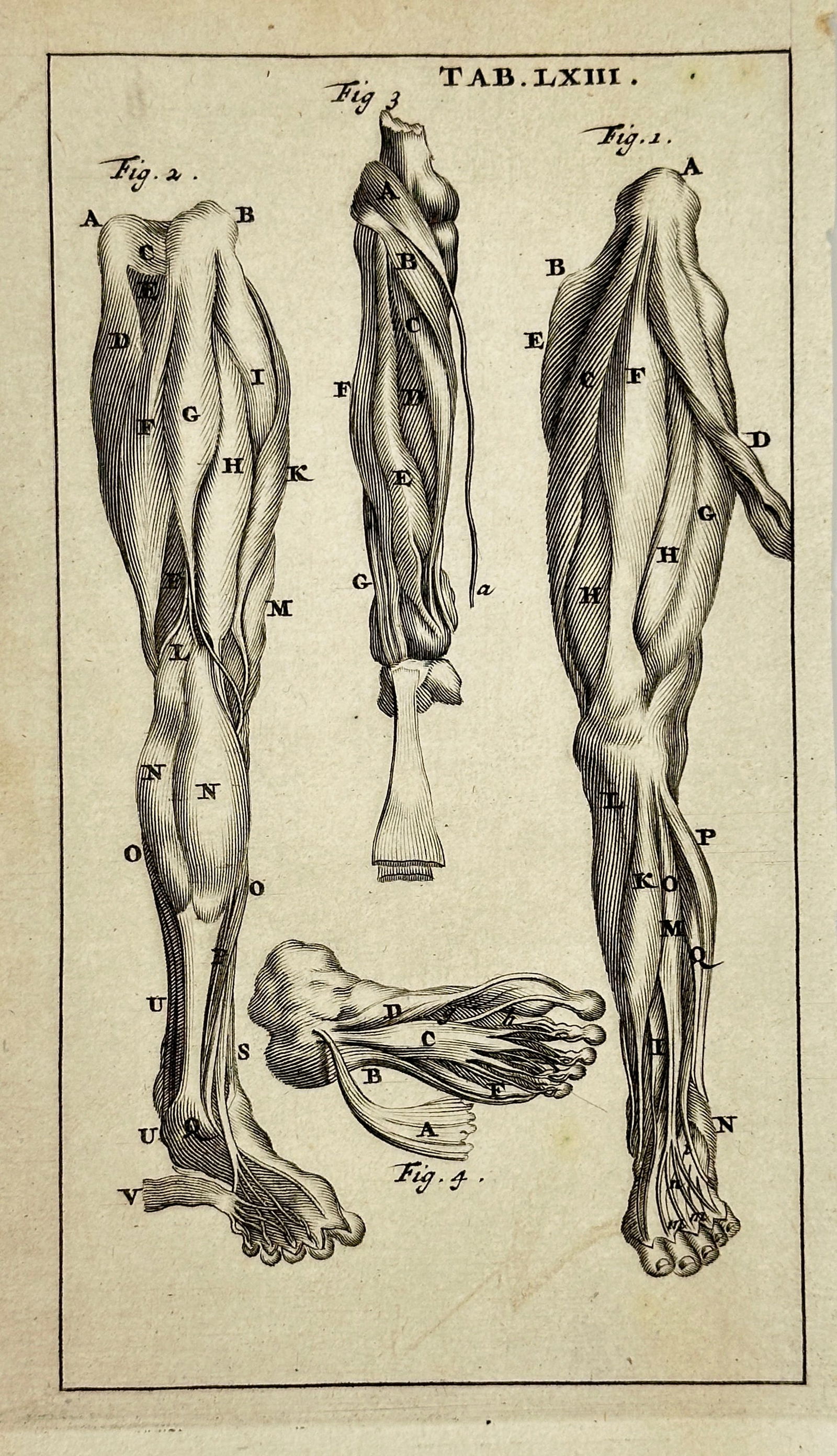 Stephanus Blancardus – Anatomical Studies of the Lower Leg and Foot Muscles – Engraving (1 of 3)