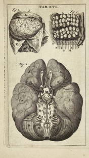 Stephanus Blancardus – Anatomical Illustrations of the Brain and Cerebellum – Engraving: This black and white anatomical engraving features detailed depictions of the human brain and cerebellum from multiple angles, along with a sectional view of brain tissue. The plate is from Stephanus