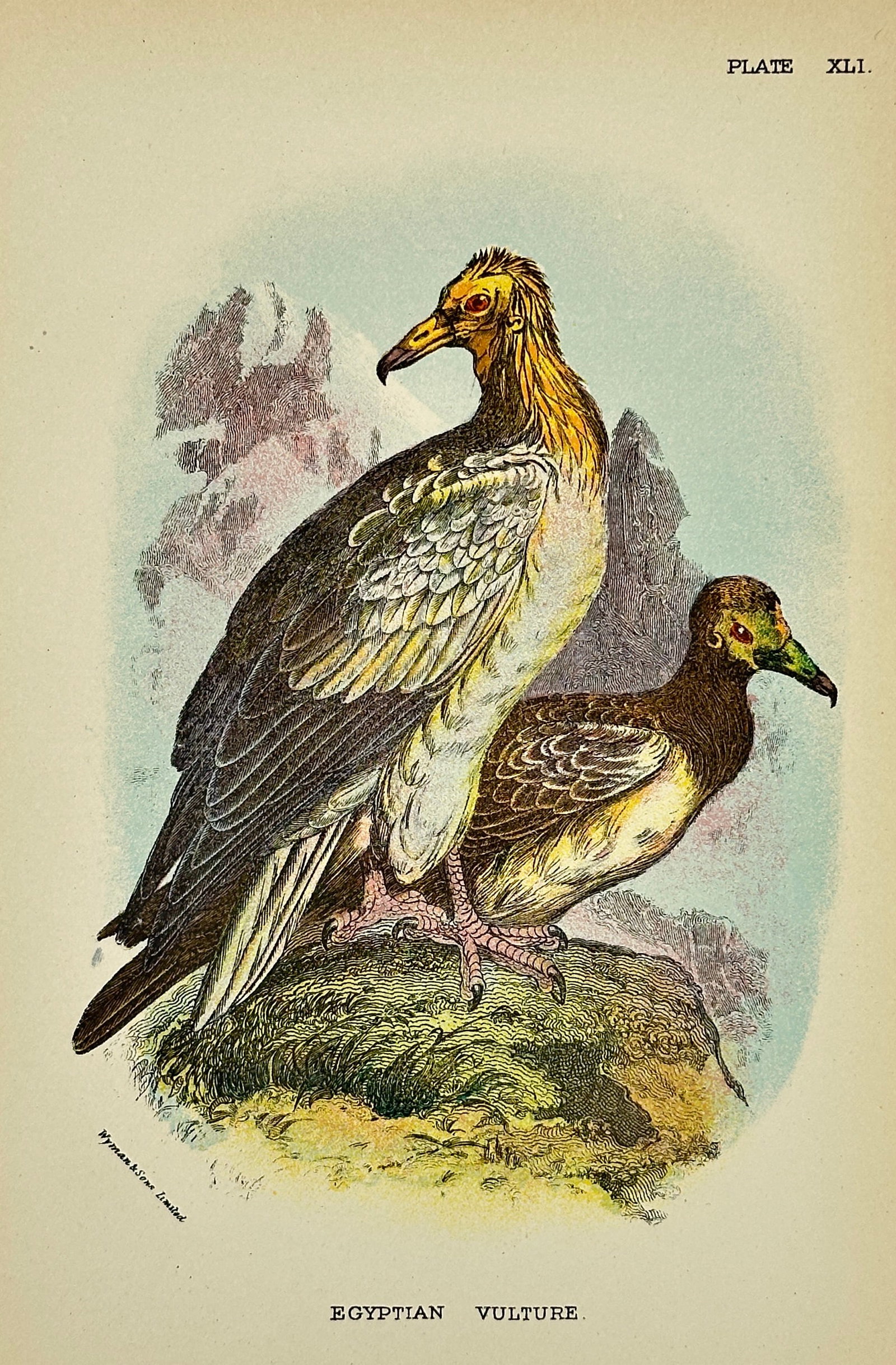 Richard Bowdler-Sharpe – Egyptian Vulture – Chromolithograph – 1897: This antique chromolithograph by Richard Bowdler-Sharpe (1847–1909), a distinguished English zoologist of the British Museum, depicts the Egyptian vulture with remarkable detail and vibrant colors. 