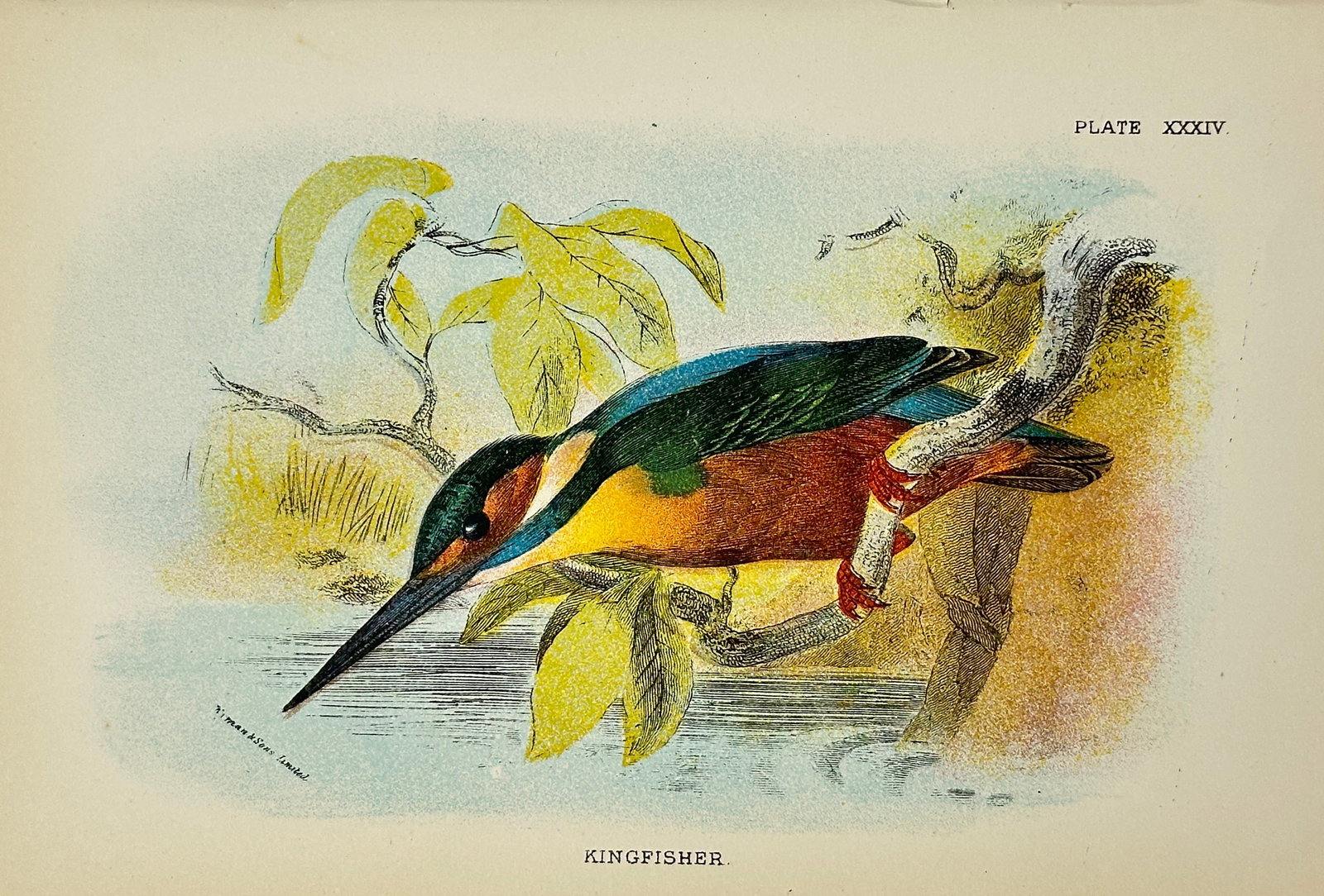 Richard Bowdler-Sharpe – Kingfisher – Chromolithograph – 1897: This antique chromolithograph by Richard Bowdler-Sharpe (1847–1909), a prominent English zoologist at the British Museum and founder of the British Ornithologists' Club, depicts a kingfisher perched
