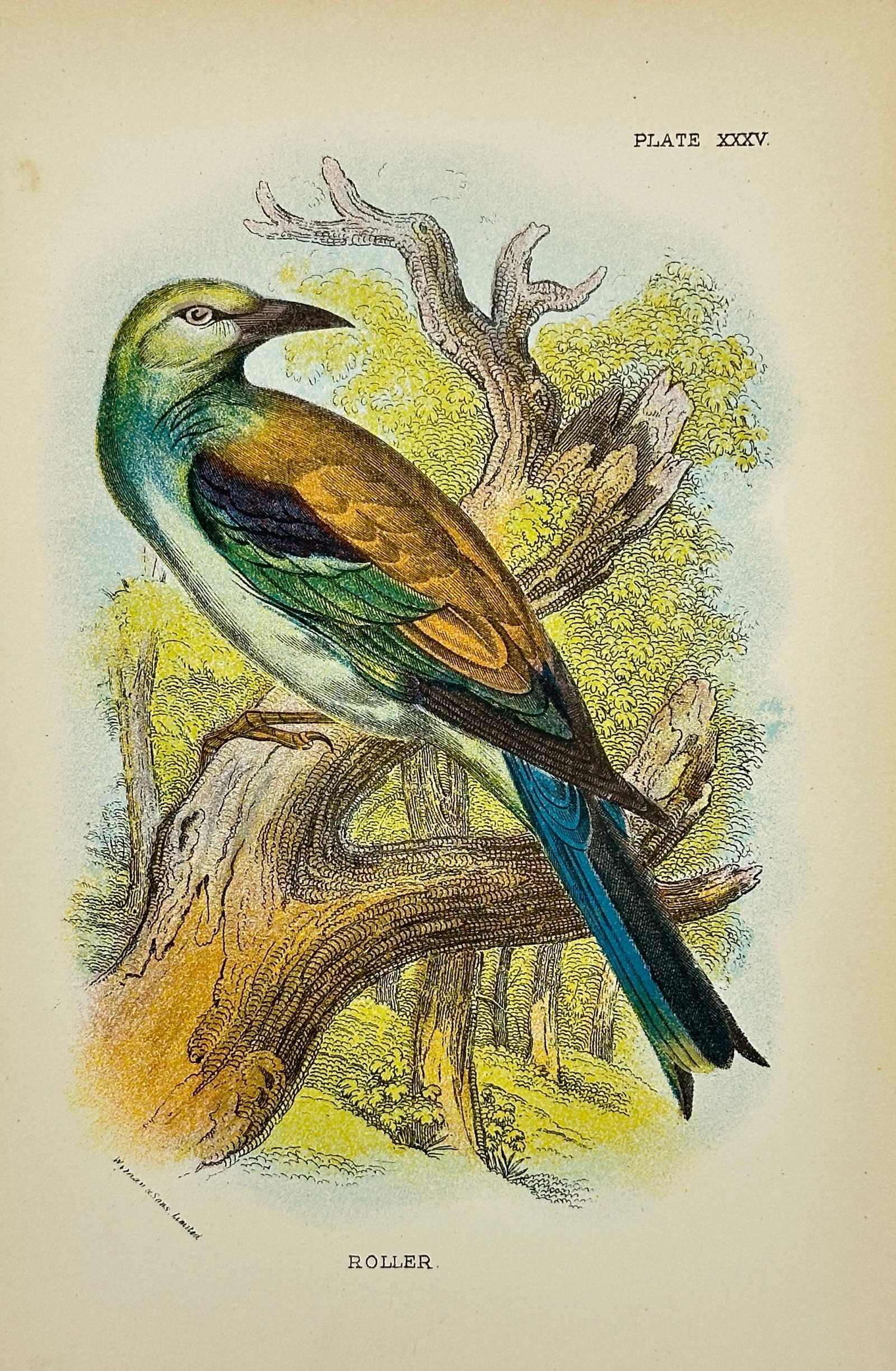 Richard Bowdler-Sharpe – Roller – Chromolithograph – 1897: This antique chromolithograph by Richard Bowdler-Sharpe (1847–1909), a distinguished English zoologist associated with the British Museum and founder of the British Ornithologists' Club, depicts a c