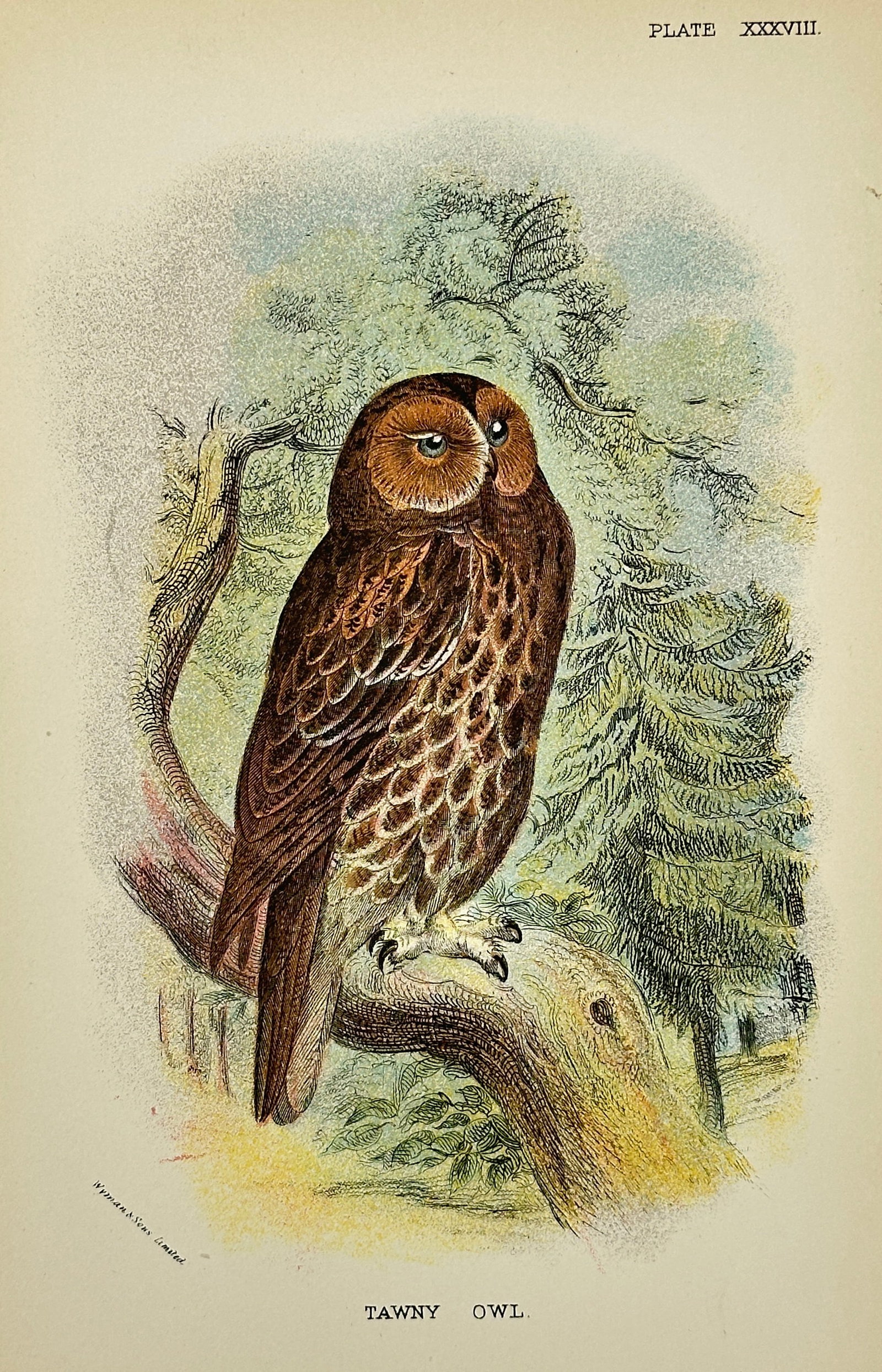 Richard Bowdler-Sharpe – Tawny Owl – Chromolithograph – 1897: This antique chromolithograph by Richard Bowdler-Sharpe (1847–1909), a noted English zoologist and founder of the British Ornithologists' Club, depicts a tawny owl perched on a tree branch amidst a 