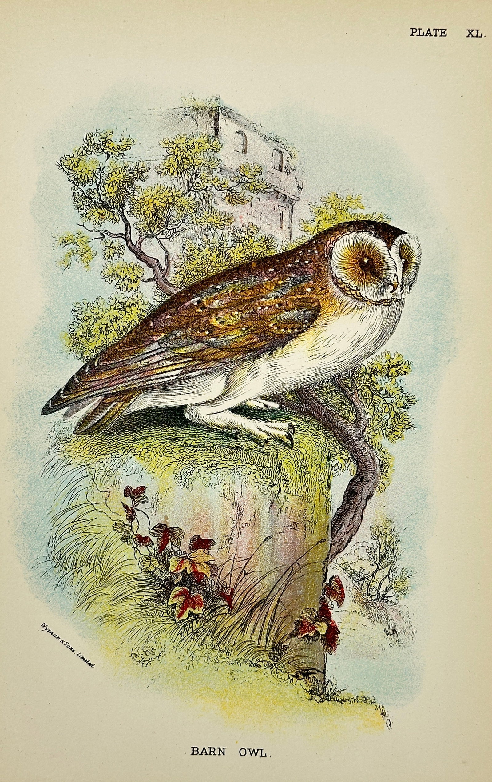 Richard Bowdler-Sharpe – Barn Owl – Chromolithograph – 1897: This antique chromolithograph by Richard Bowdler-Sharpe (1847–1909), a renowned English zoologist and founder of the British Ornithologists' Club, depicts a barn owl perched on a mossy rock with a c