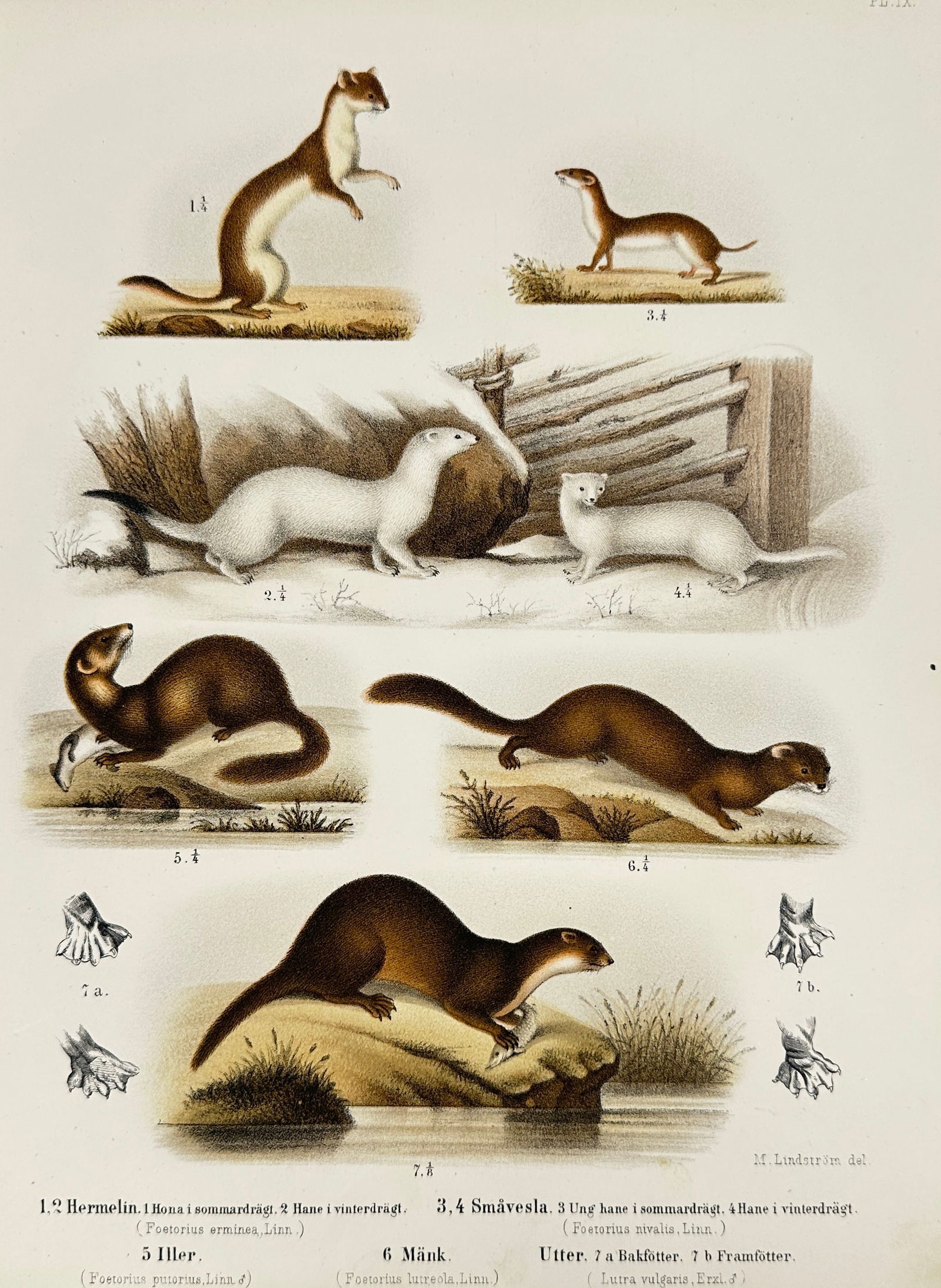 A. E. Holmgren & W. Meves – Various Mustelids – Hand-Colored Lithograph – 1873 (1 of 3)