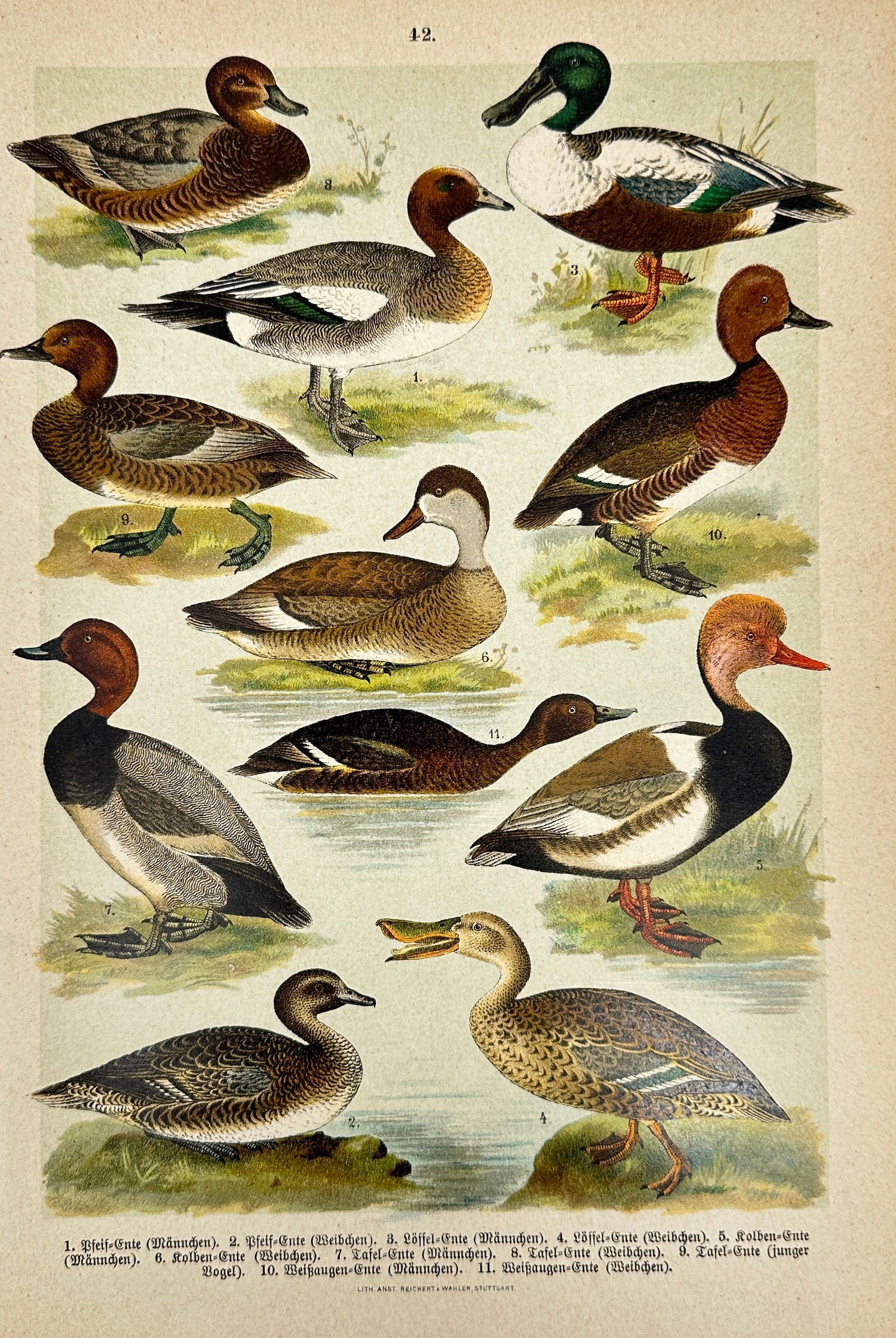 Ettore Arrigoni Degli Oddi – European Birds – Hand-Colored Lithograph – Early 20th Century (1 of 3)