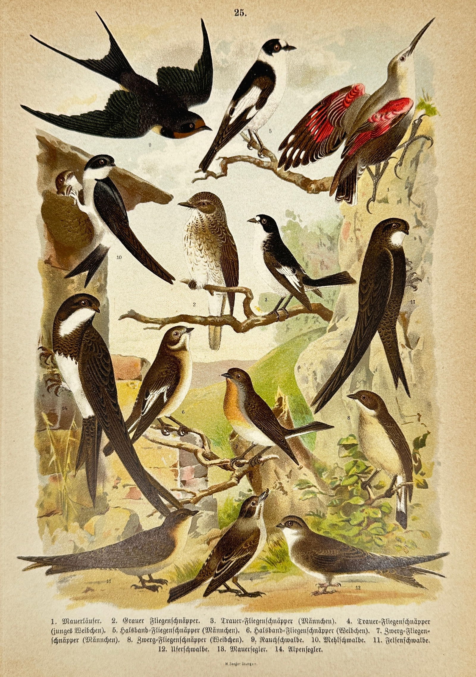 Ettore Arrigoni Degli Oddi – Die Vögel Europas: Natural History and Behavior of European Birds (1 of 3)