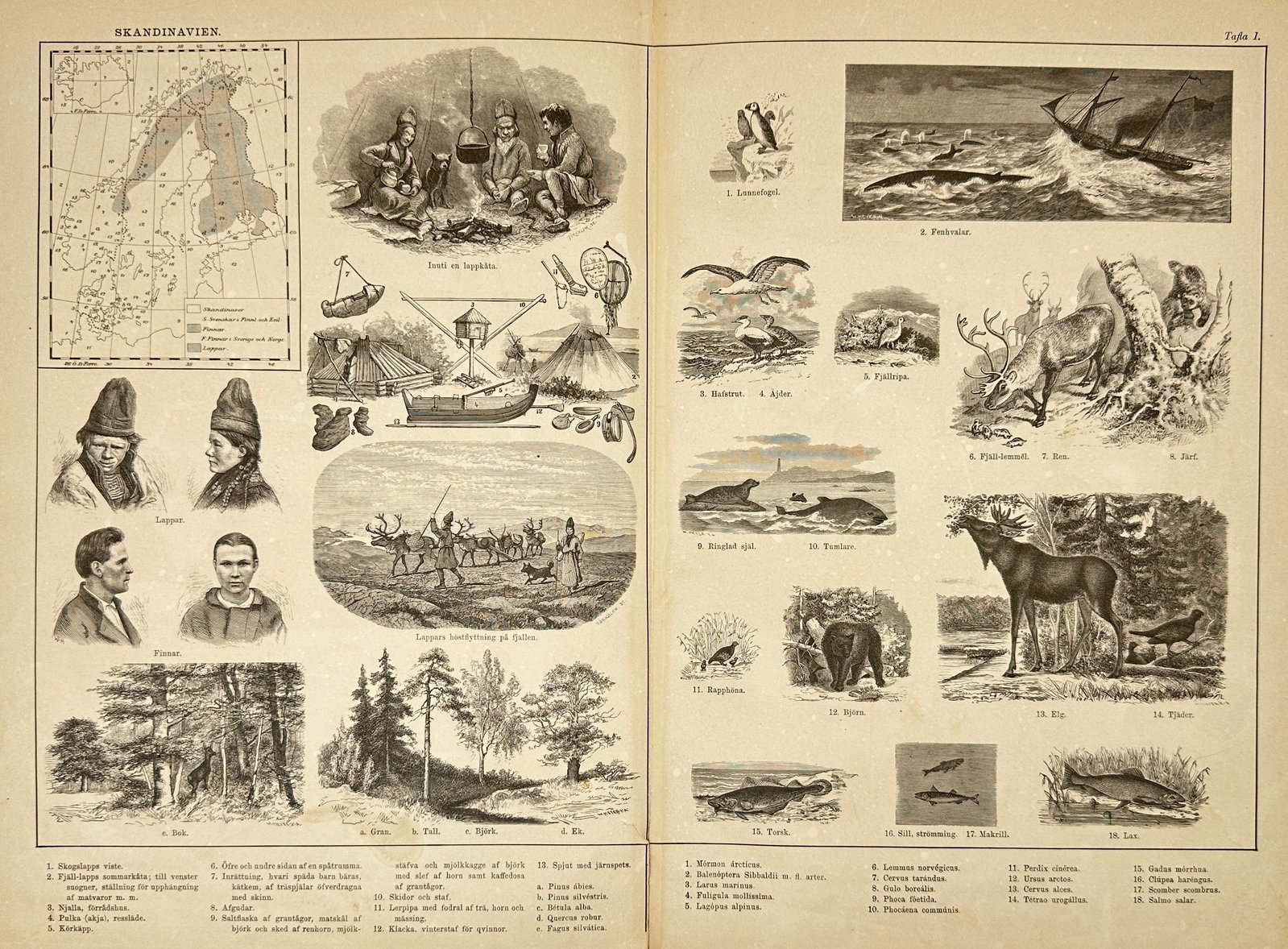 Sigfrid Almquist (1840–1910) – Skandinavien – Lithograph – 1881: This vibrant Lithograph was published in Naturhistorisk och etnografisk atlas (Natural History and Ethnographic Atlas), a richly illustrated work by Sigfrid Almquist issued in Stockholm in 1881. The a
