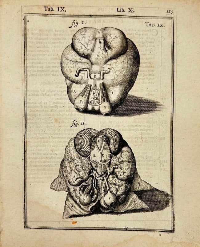 Giulio Cesare Casserius & Adriaan van den Spiegel – Anatomical Study of Brain (1 of 2)