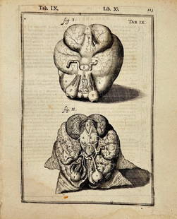 Giulio Cesare Casserius & Adriaan van den Spiegel – Anatomical Study of Brain: This detailed copperplate engraving presents a study of the human brain and cranial nerves, featuring two anatomical figures labeled Fig. I and Fig. II. The image displays intricate dissections of int