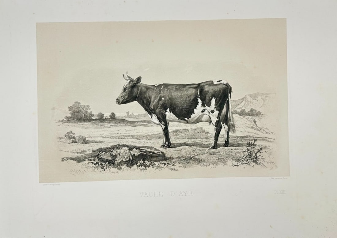 Émile Baudement (1819–1886) – Vache d'Ayr – Heliogravure – 1861–62: This beautifully detailed heliogravure print, titled Vache d'Ayr, is part of the iconic series Les Races bovines au Concours universel agricole de Paris en 1856 : Études zootechniques, created by Ém