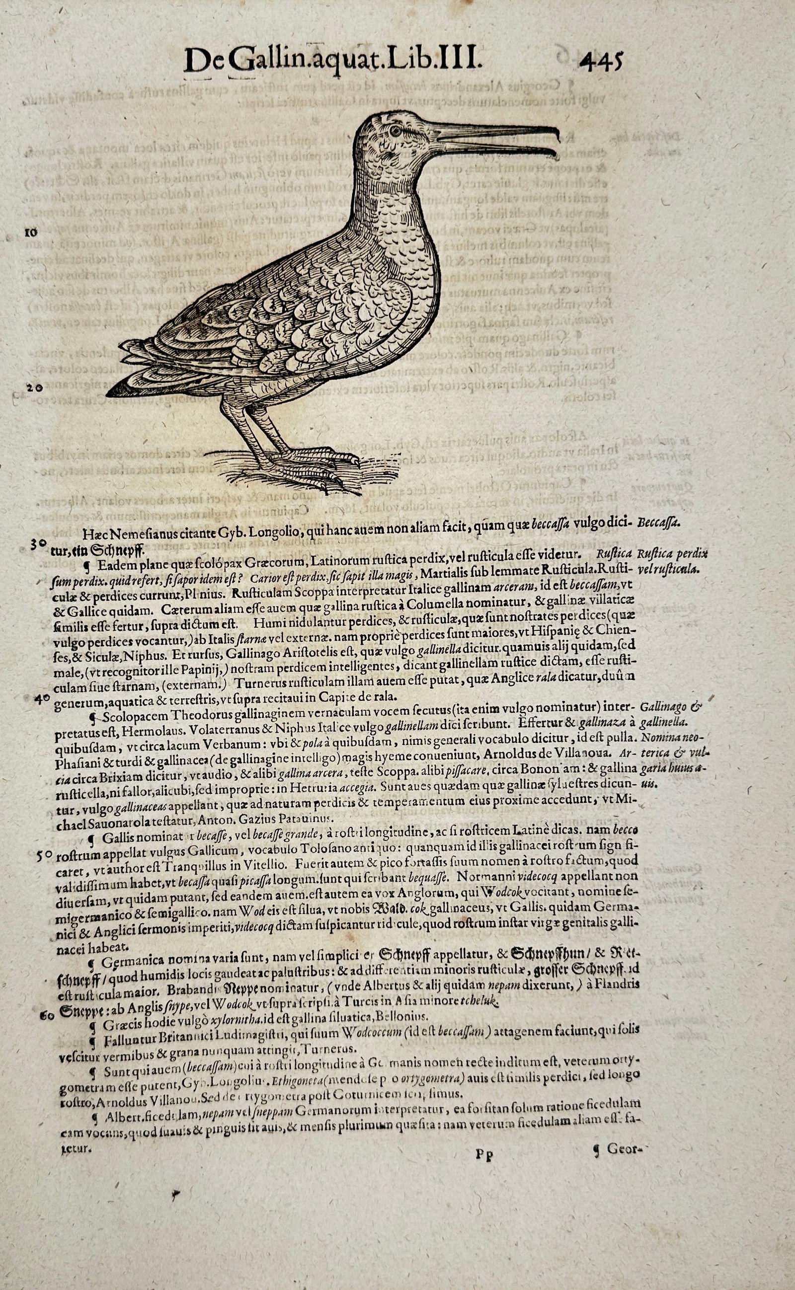 Conrad Gesner – De Gallinaquaticis Lib. III – Woodcut of Wading Bird – 1555 (1 of 3)