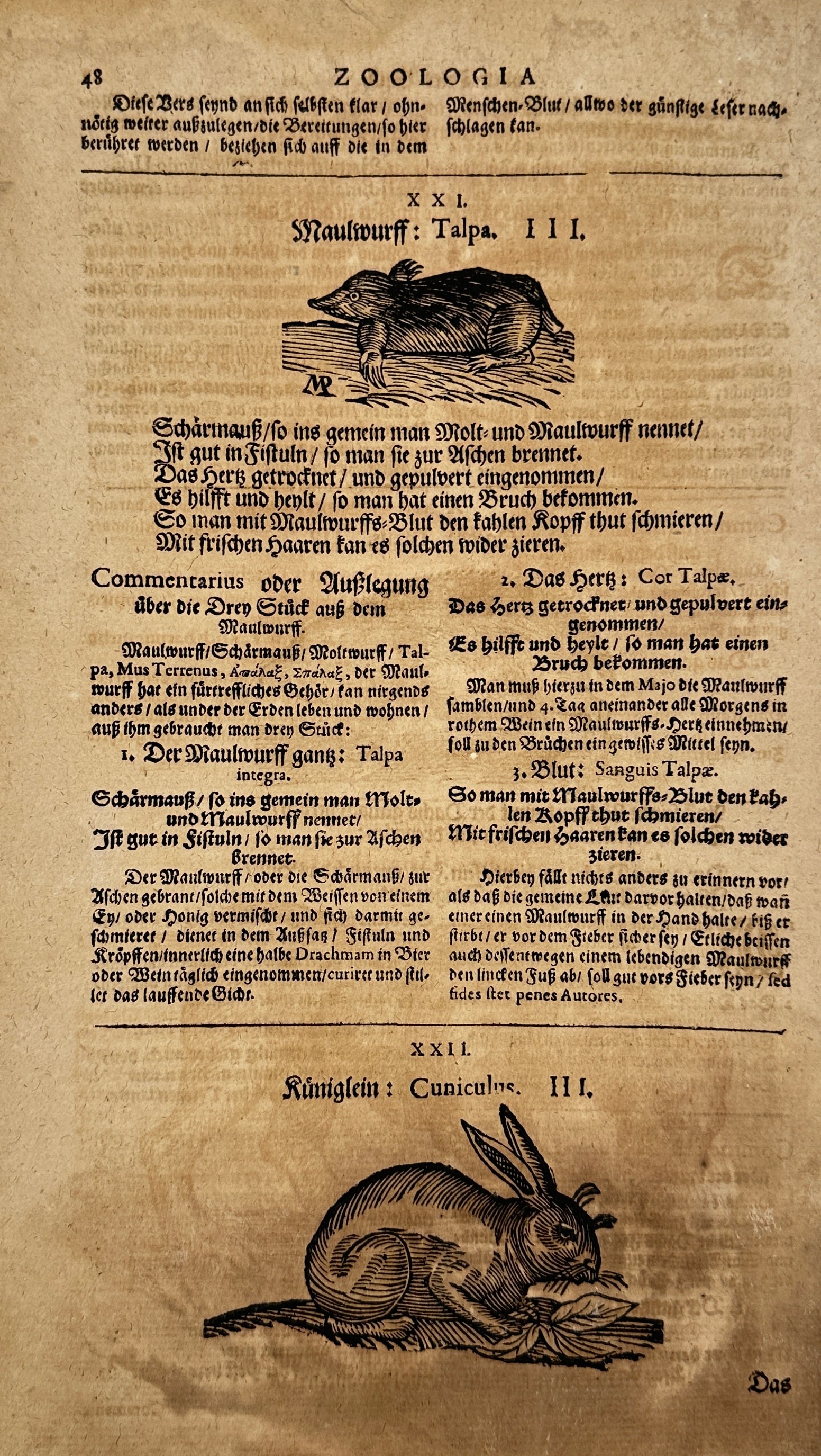 Zoologia – Talpa & Cuniculus – Woodcut Zoological Leaf – German Natural History – 17th: Original zoological leaf from a 17th-century German natural history work, featuring woodcut illustrations of the mole (Talpa) and rabbit (Cuniculus). The text is printed in blackletter type and provid