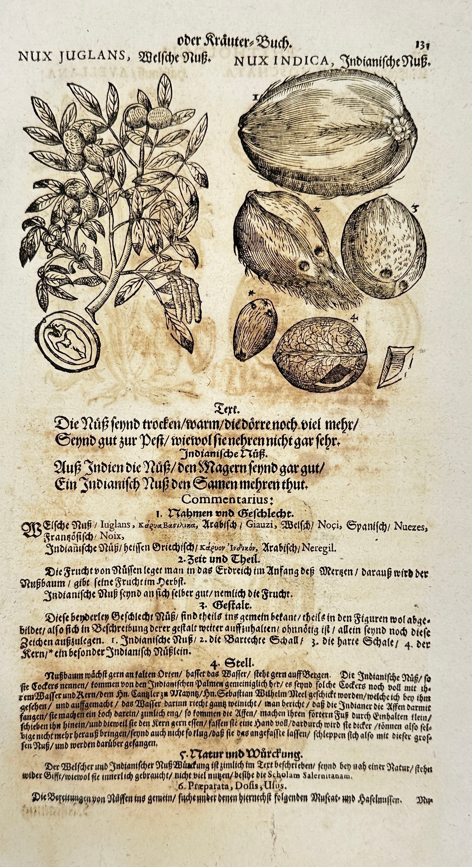 Tabernaemontanus – Nux Juglans & Nux Indica – Woodcut Botanical Leaf from Neuw Kreuterbuch (1 of 3)