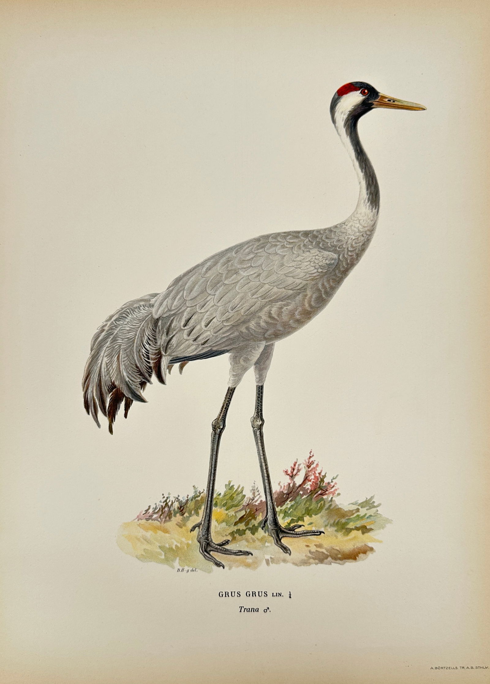 Magnus Ferdinand and Wilhelm von Wright – Common Crane – Hand-Colored Lithograph (1 of 3)