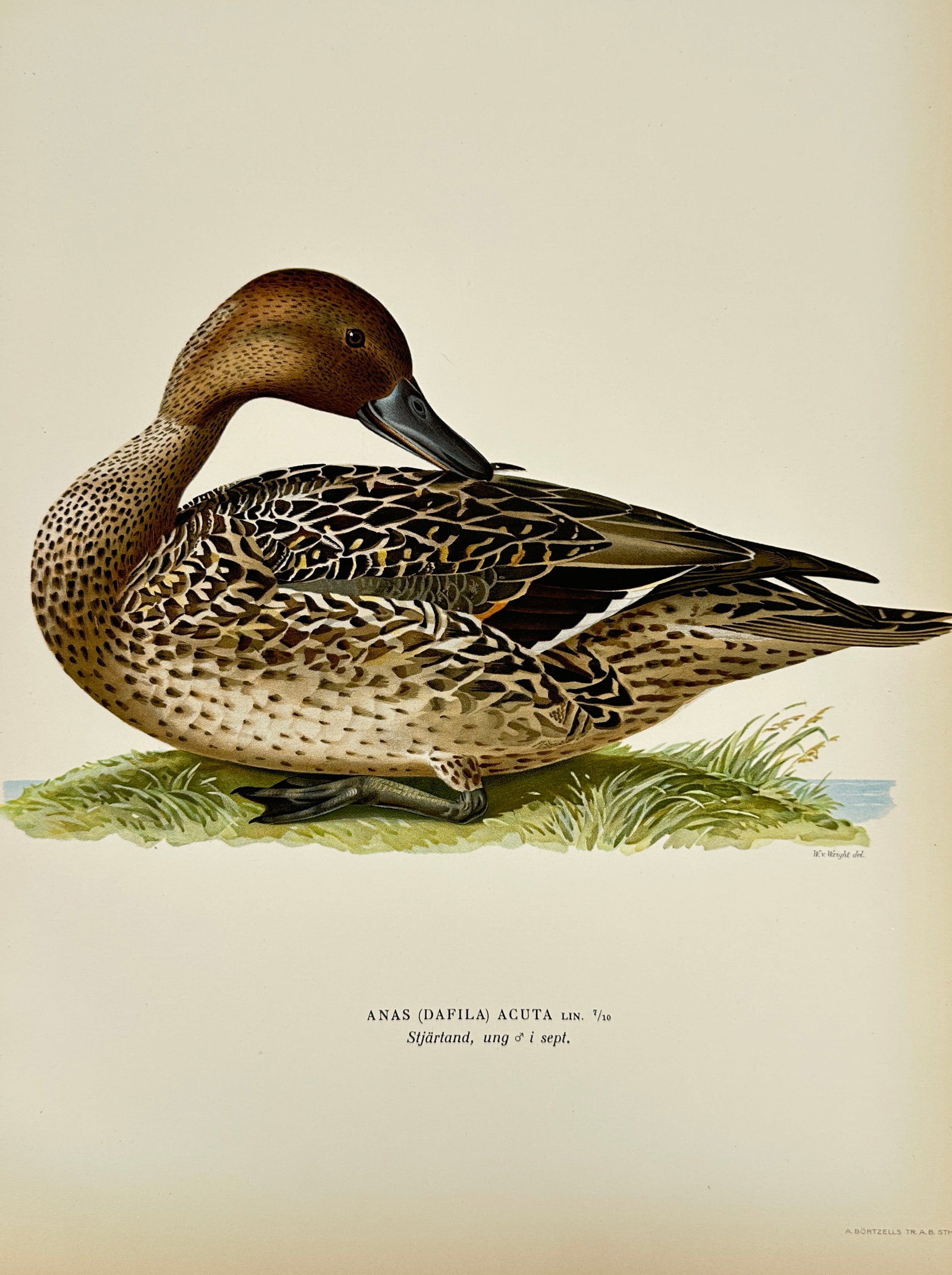 Magnus Ferdinand von Wright and Wilhelm von Wright – Dafila & Northern Pintail (1 of 2)