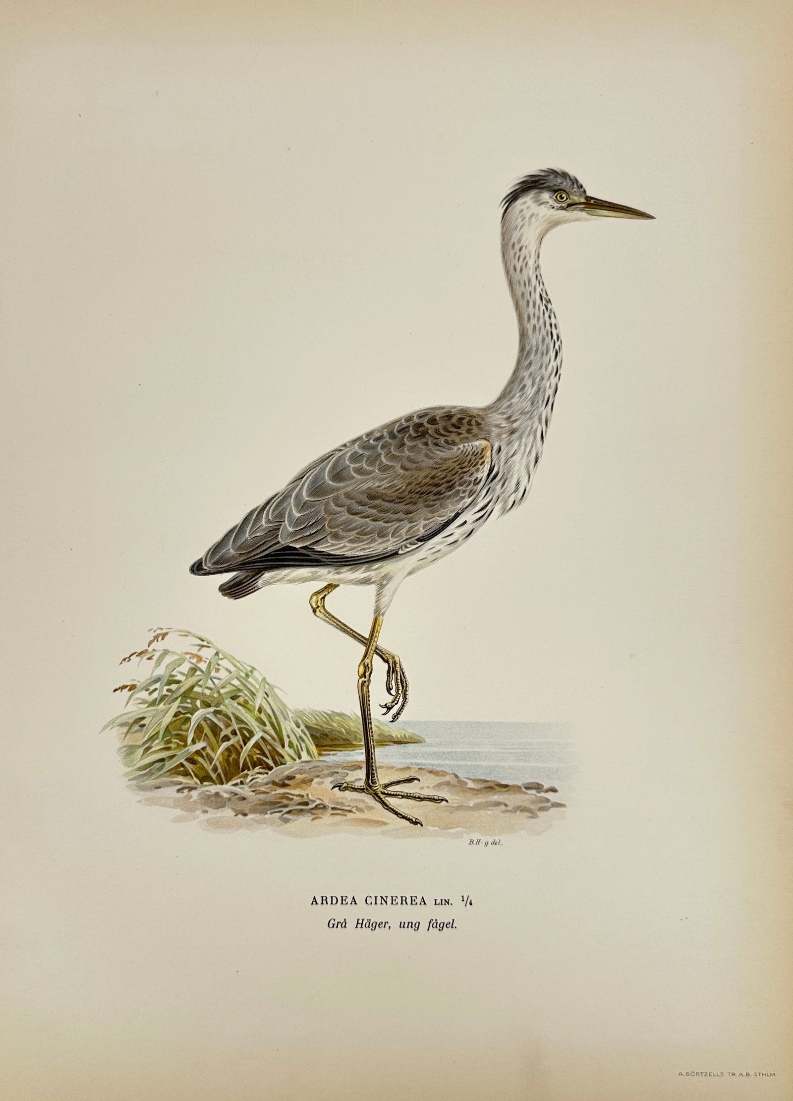 Magnus Ferdinand von Wright and Wilhelm von Wright – Grey Heron – Hand-Colored Lithograph (1 of 3)