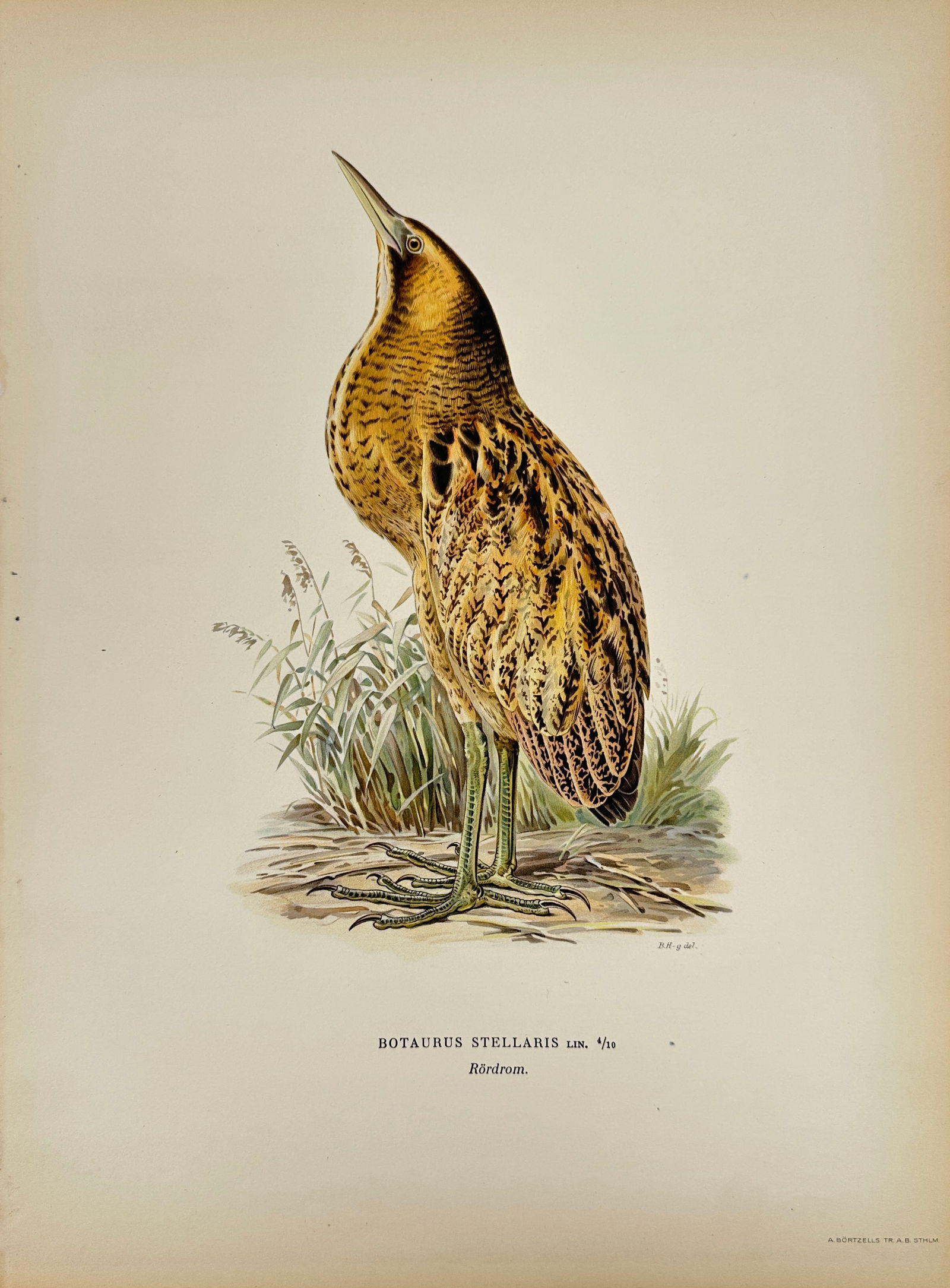Magnus Ferdinand von Wright and Wilhelm von Wright – Eurasian Bittern – Hand-Colored Lithograph (1 of 2)