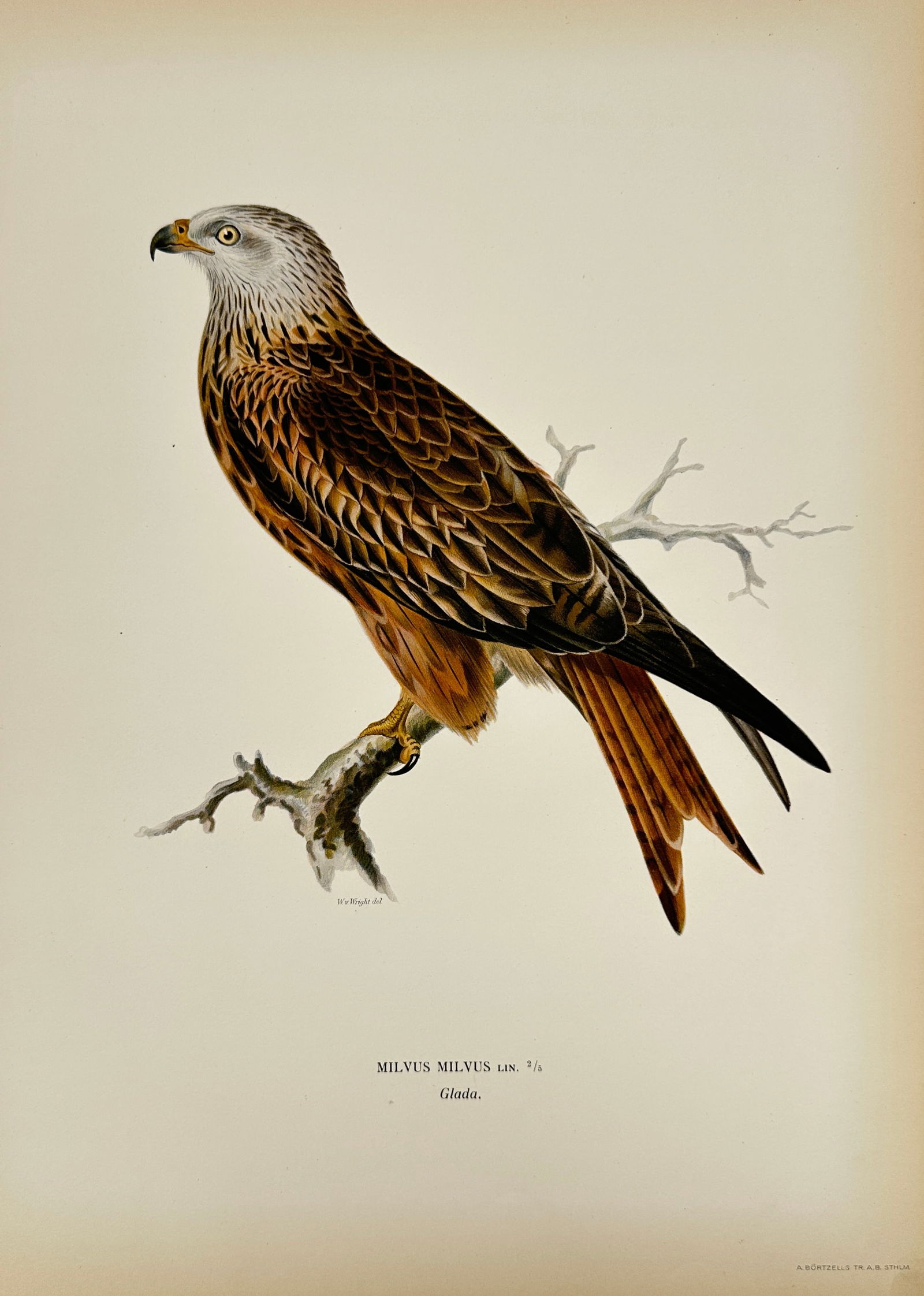 Magnus Ferdinand von Wright and Wilhelm von Wright – Red Kite – Hand-Colored Lithograph (1 of 2)