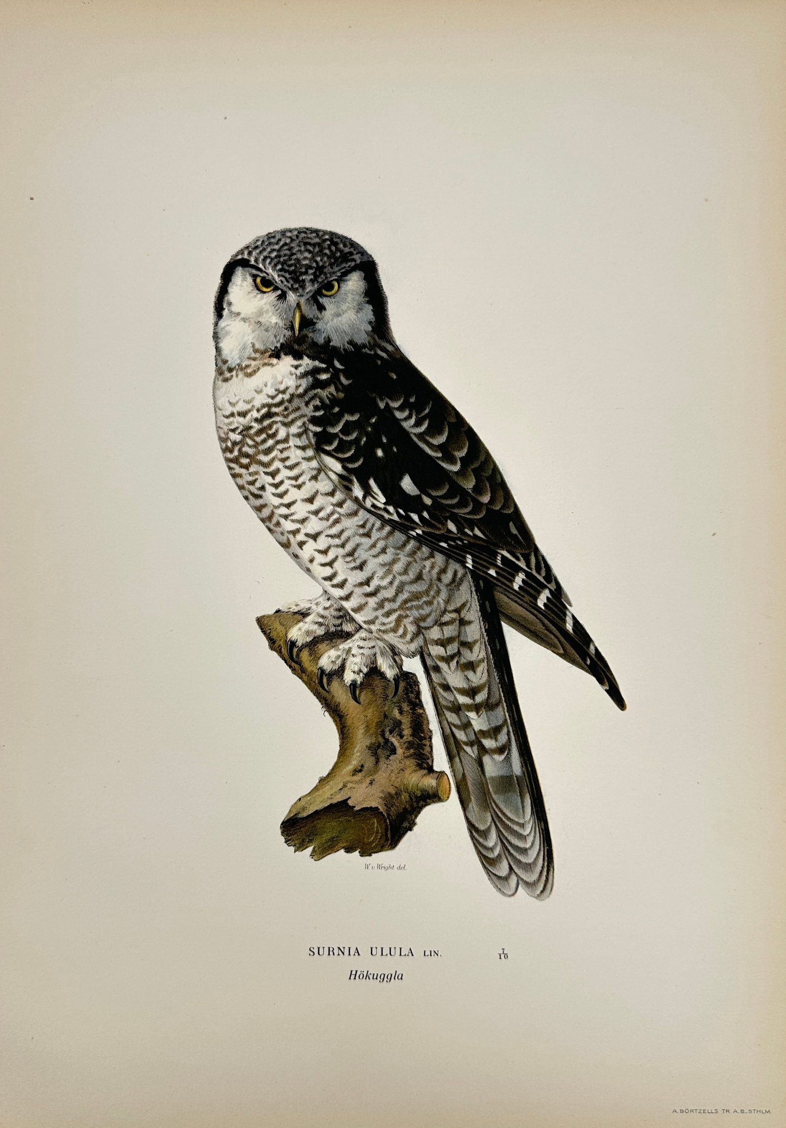 Magnus Ferdinand von Wright and Wilhelm von Wright – Northern Hawk Owl – Hand-Colored Lithograph (1 of 2)