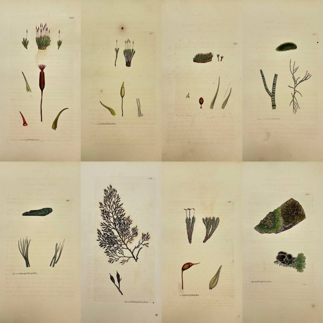 James Sowerby – Set of 8 Botanical Prints – Conferva scopulorum & Fucus barbatus – Engravings: This set of eight original botanical engravings by James Sowerby features finely rendered specimens of British mosses, lichens, algae, and marine plants. Included are Lichen olivaceus (Olive-coloured 