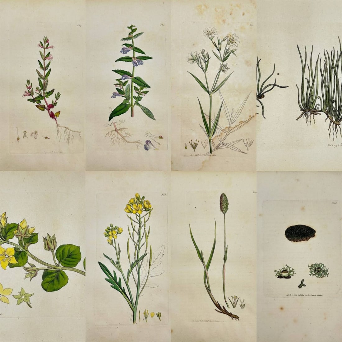 James Sowerby – Set of 8 Botanical Prints – Lysimachia nummularia & Scutellaria galericulata (1 of 9)