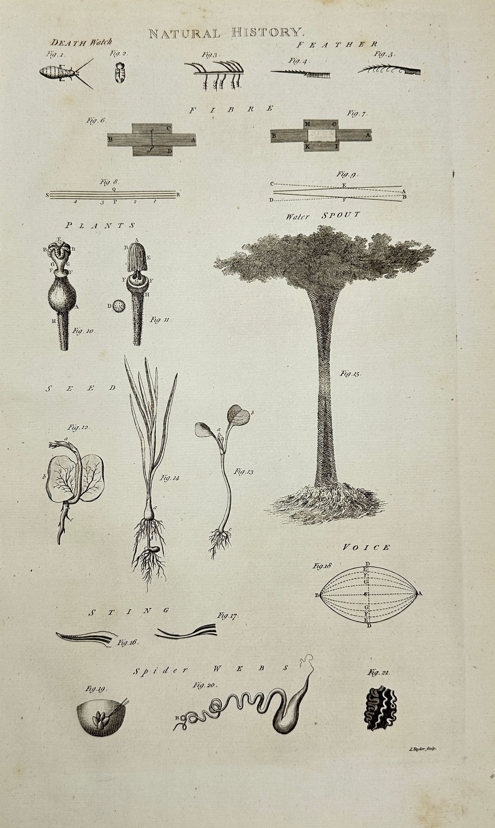 George Selby Howard – Natural History: Insects, Seeds, Plants, Fibres, and Spider Webs (1 of 3)