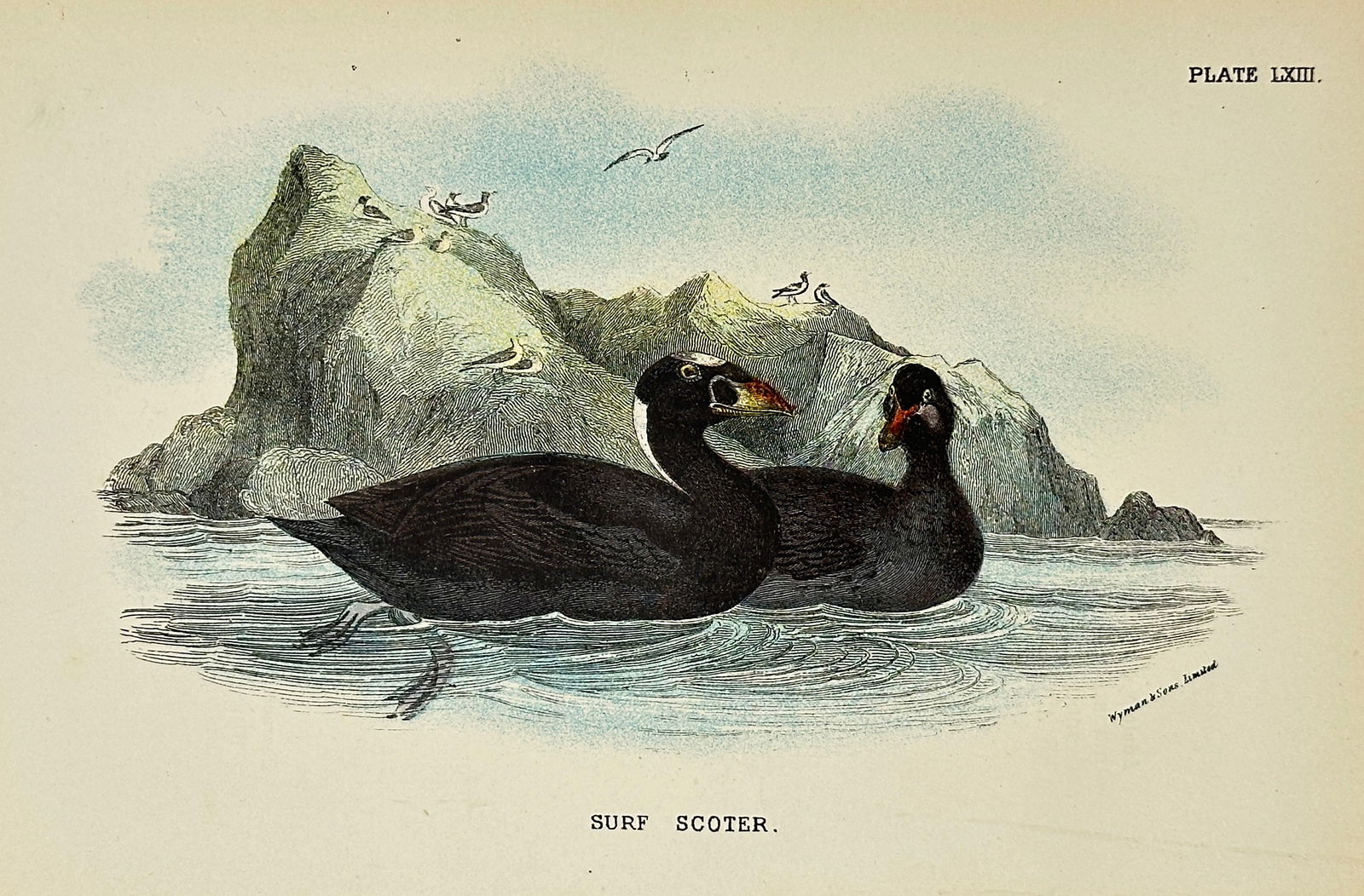 Henry E. Dresser – Surf Scoter (Melanitta perspicillata) – Original Chromolithograph – 1896 (1 of 3)