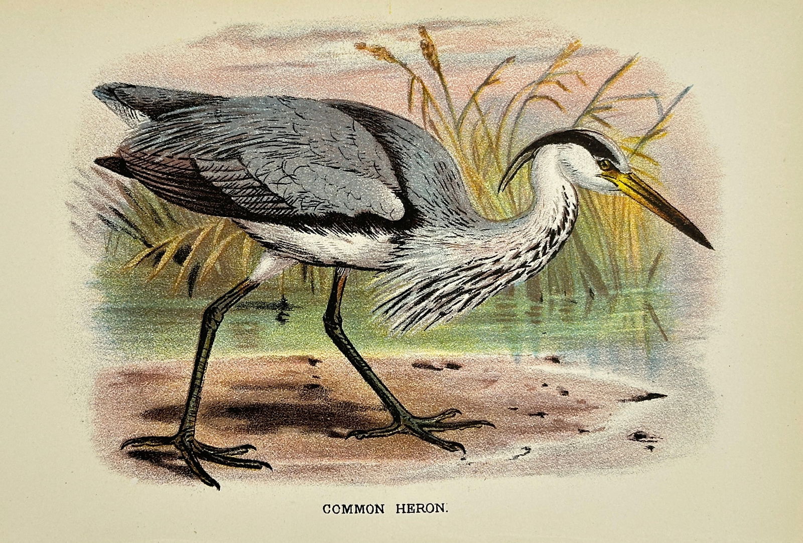 Henry E. Dresser – Common Heron (Ardea cinerea) – Original Chromolithograph – 1896 (1 of 3)