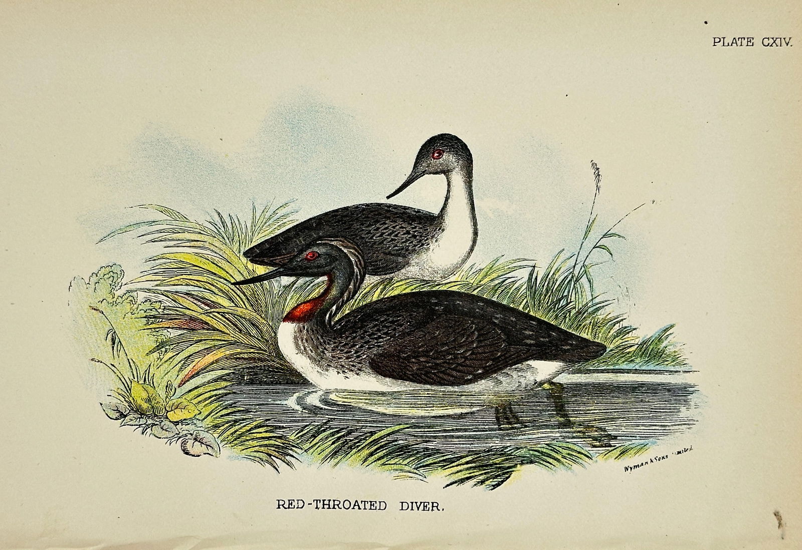 Henry E. Dresser – Red-Throated Diver (Gavia stellata) – Original Chromolithograph – 1896 (1 of 3)