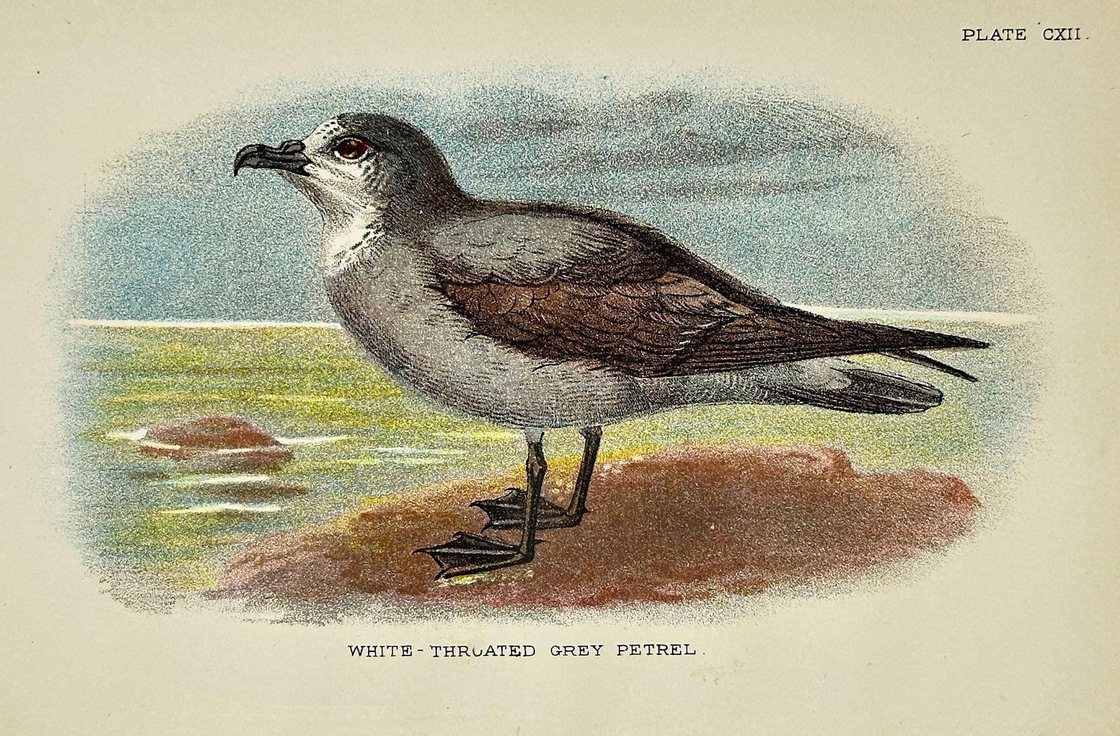 Henry E. Dresser – White-Throated Grey Petrel (Pterodroma grisea) – Original Chromolithograph (1 of 3)