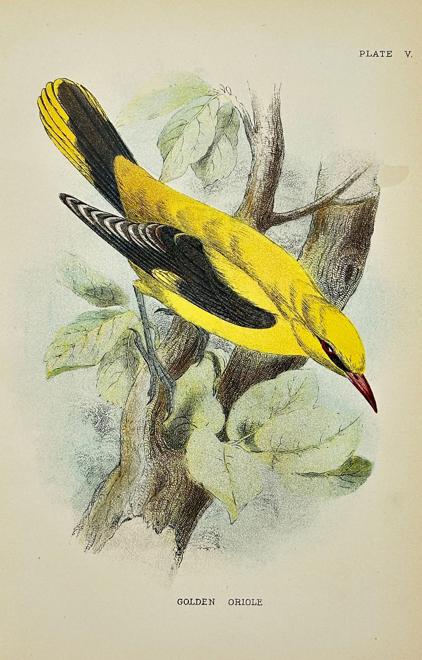 Henry E. Dresser – Golden Oriole (Oriolus oriolus) – Original Chromolithograph – 1896 (1 of 3)