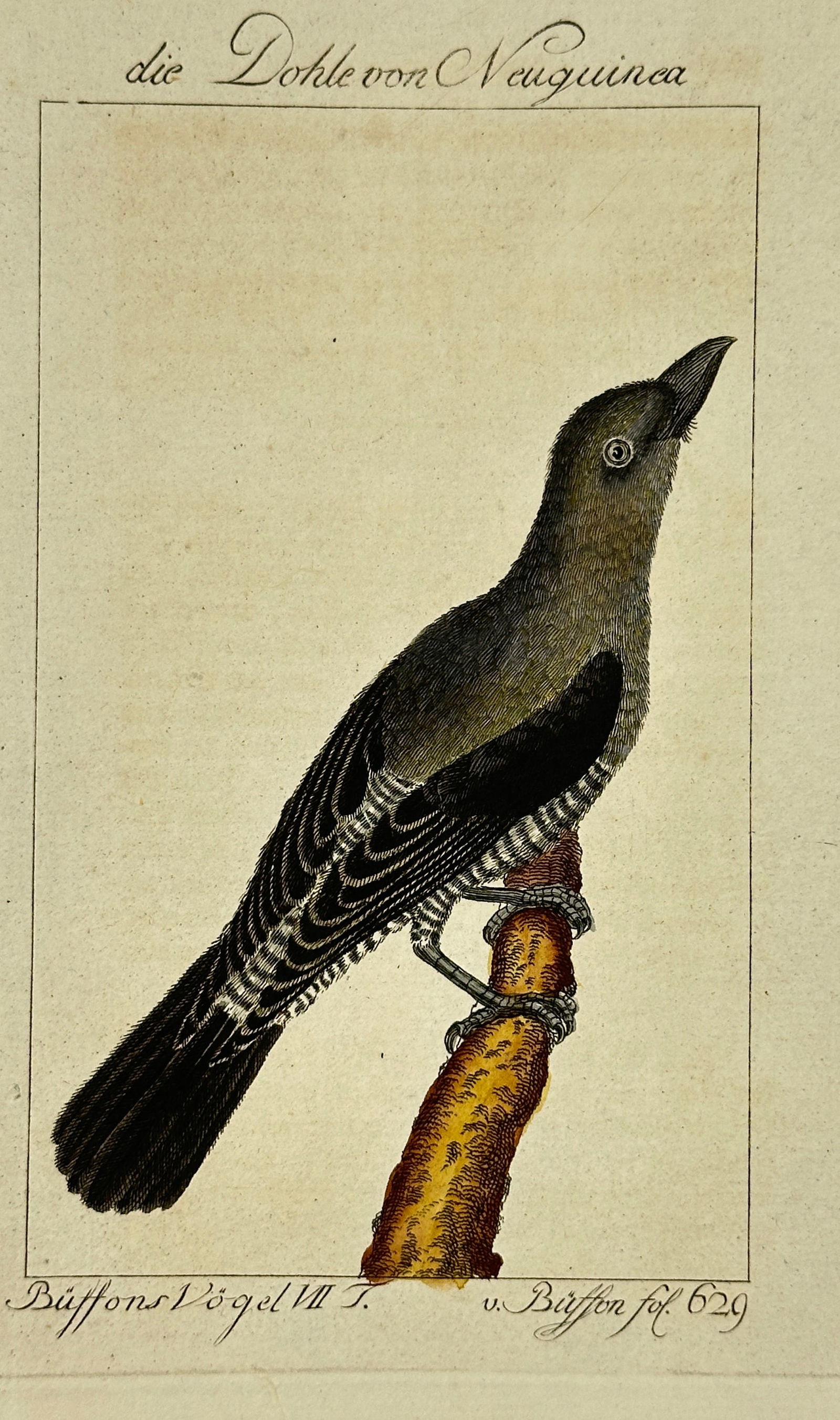 François-Nicolas Martinet – Die Dohle von Neu Guinea (New Guinea Crow) (1 of 3)