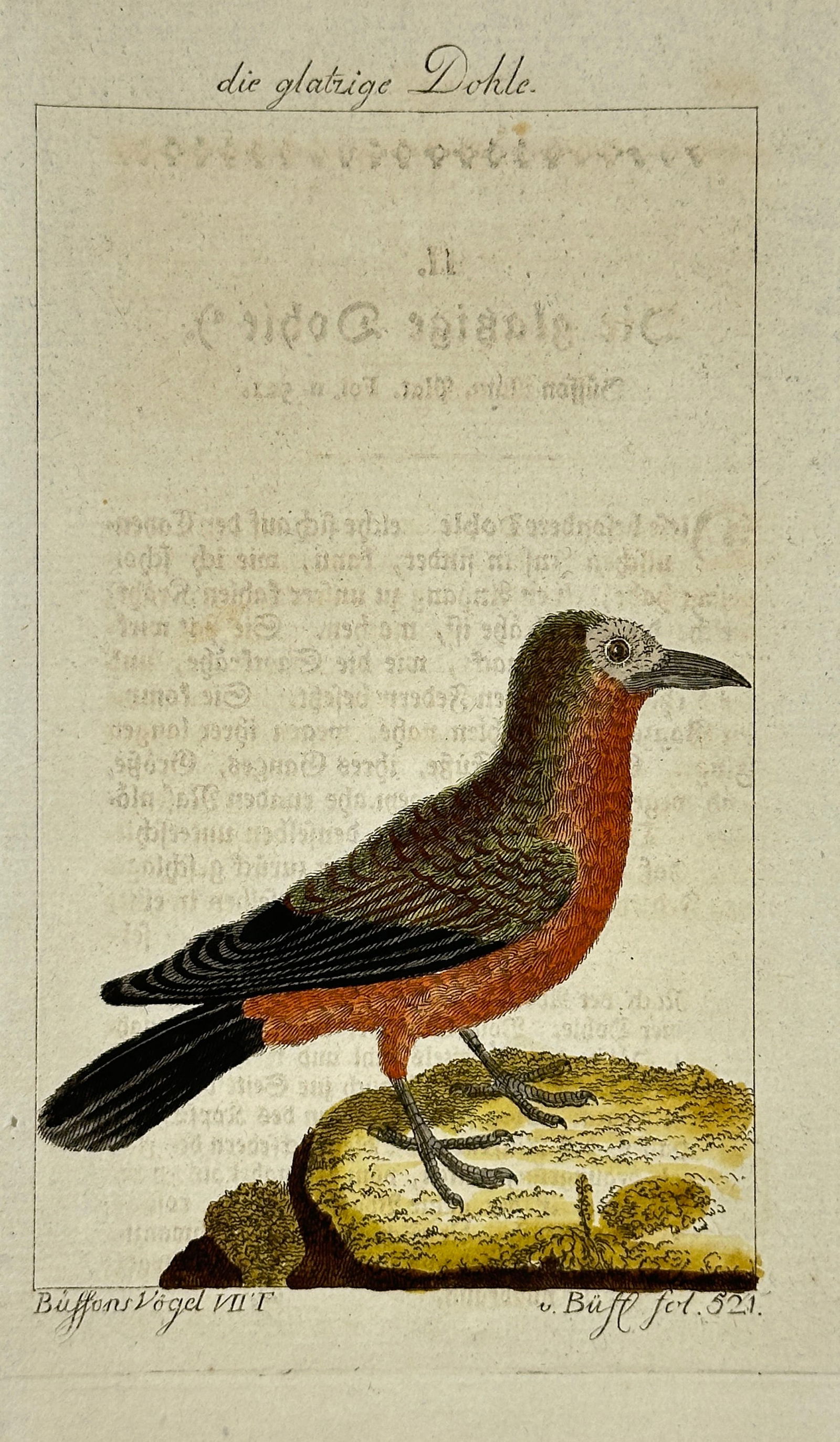 François-Nicolas Martinet – Die glatzige Dohle (Bald Crow) – Hand-Colored Copperplate Engraving (1 of 3)