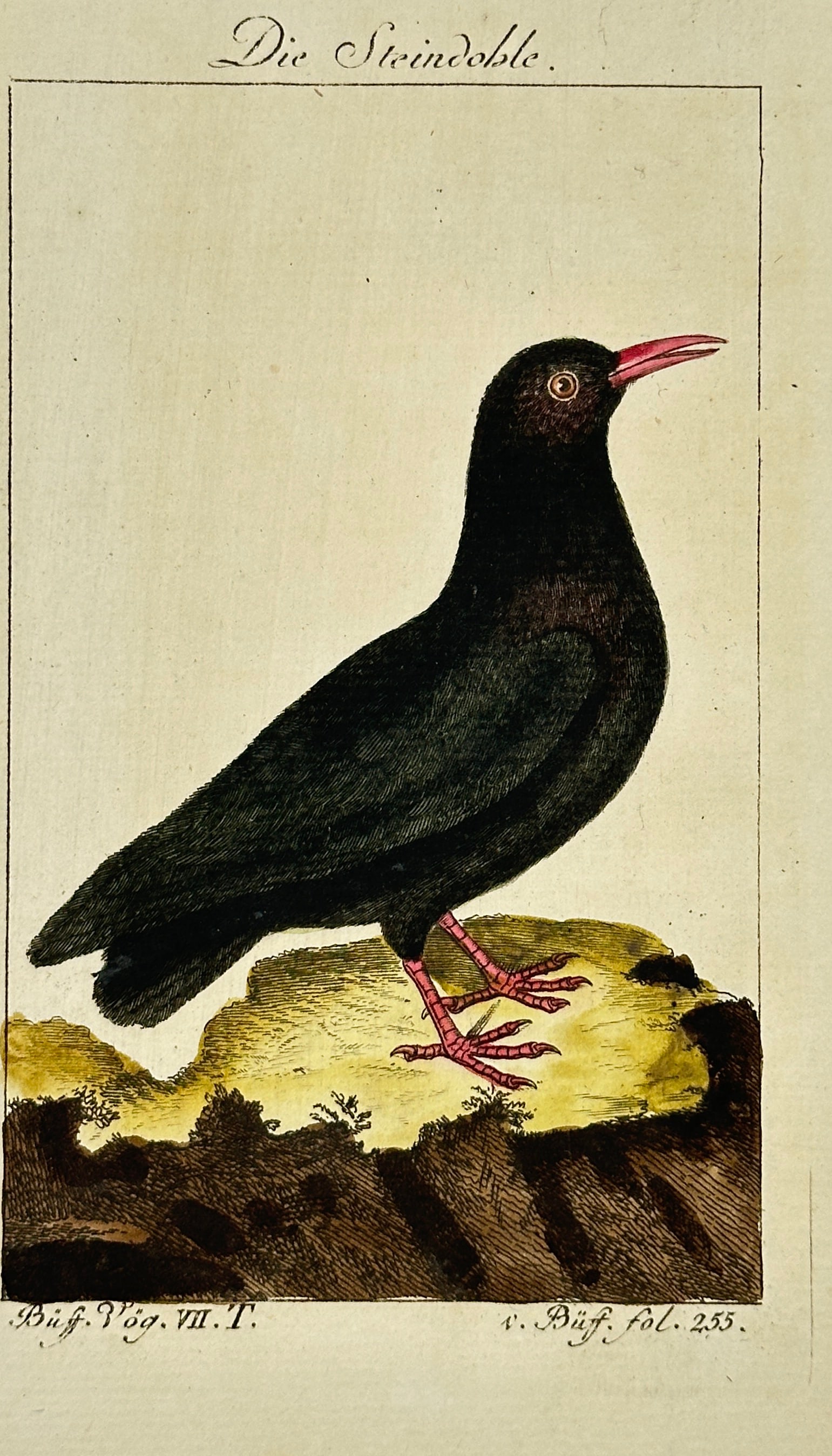 François-Nicolas Martinet – Die Stein­dohle (Alpine Chough) – Hand-Colored Copperplate (1 of 3)