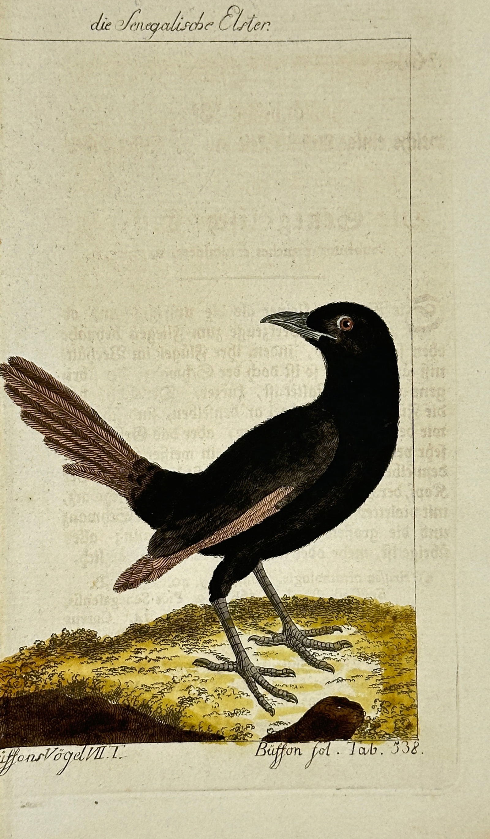François-Nicolas Martinet – The Senegal Magpie – Hand-Colored Copperplate Engraving (1 of 3)