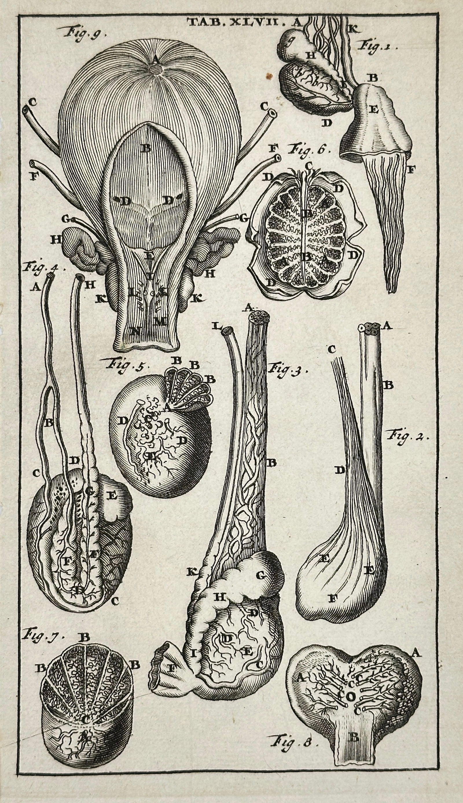 J. ten Hoorn – TAB. XLVII – Anatomical Study of Brain and Nervous System (1 of 3)