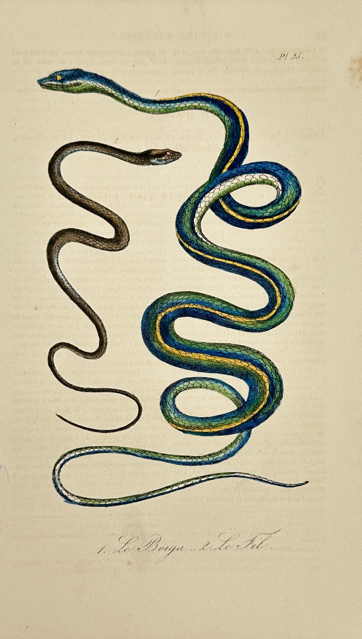 Bernard Germain de Lacépède – Molurus – Copperplate Engraving after Lejeune – 1832 Edition: This copperplate engraving titled Molurus (Indian Python) was published in the 1832 edition of Lacépède’s expanded Histoire Naturelle, and illustrated after drawings by Lejeune. It depicts the Ind