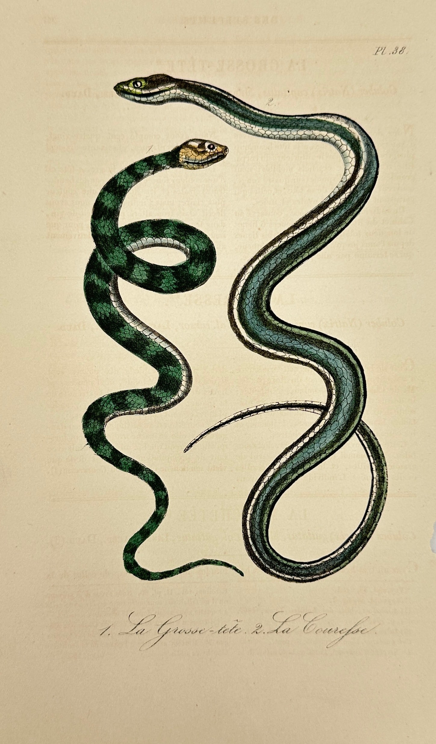 Bernard Germain de Lacépède – Ground Snake – Copperplate Engraving after Lejeune – 1832 (1 of 3)