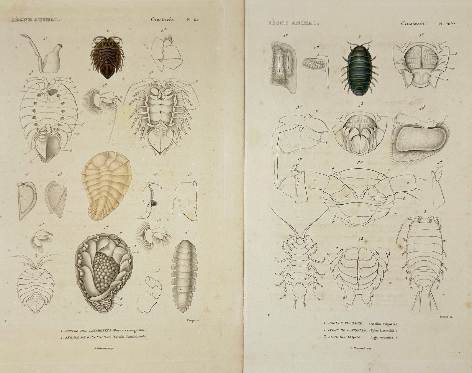 Nicolas Rémond – Set of 2 Plates - Studies of Isopods and Marine Crustaceans: This set of two engravings by Nicolas Rémond was published in Georges Cuvier’s Le Règne Animal and illustrates the external and internal morphology of various marine isopods and related crustacean