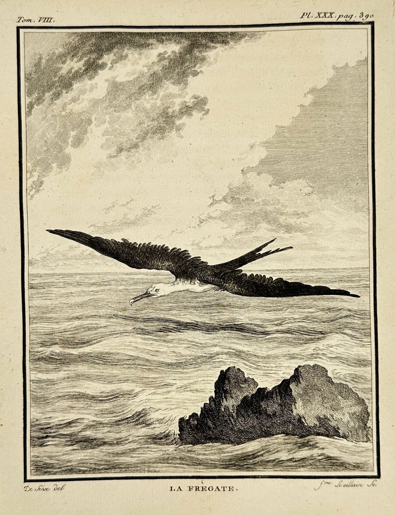 Jacques de Sève – The Frigate Bird (La Frégate) – Engraving – 18th Century (1 of 3)