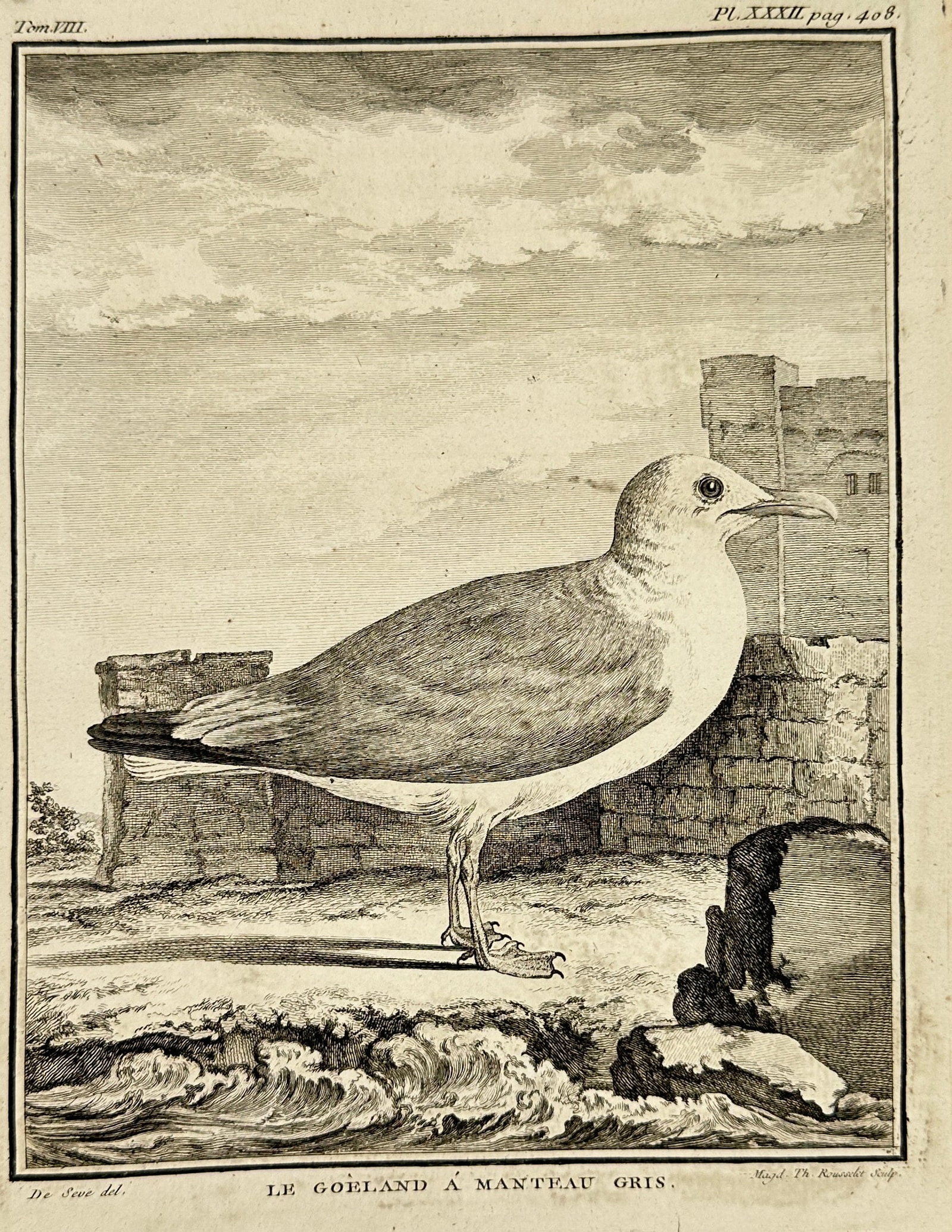 Jacques de Sève – Grey Mantled Gull (Le Goéland à Manteau Gris) – Engraving – 18th Century (1 of 3)