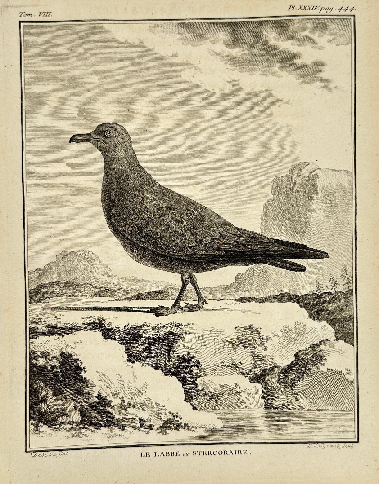 Jacques de Sève – The Skua or Stercorarius (Le Labbe ou Stercoraire) – Engraving: This detailed 18th-century engraving by Jacques de Sève depicts the Skua, also known as Stercorarius, a robust seabird known for its aggressive behavior and strong flight. The artwork highlights the 